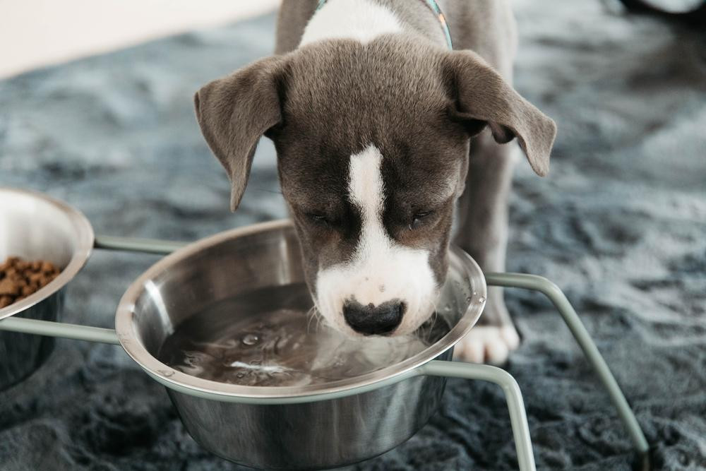 Tigela para cão Confort Kentucky Verde empoado