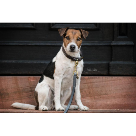 Coleira para cão Loop Kentucky