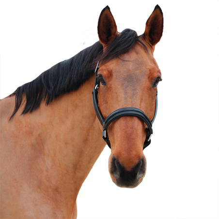 Caveção Canter Mylord