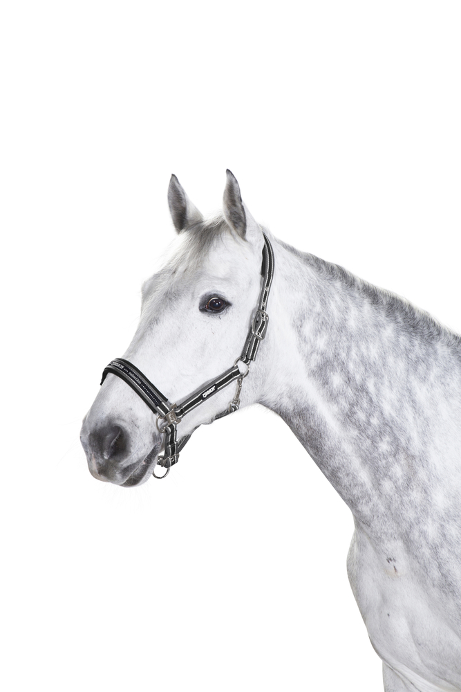 Cabezada Eskadron com fivela Antracite / branco / preto Cinzento