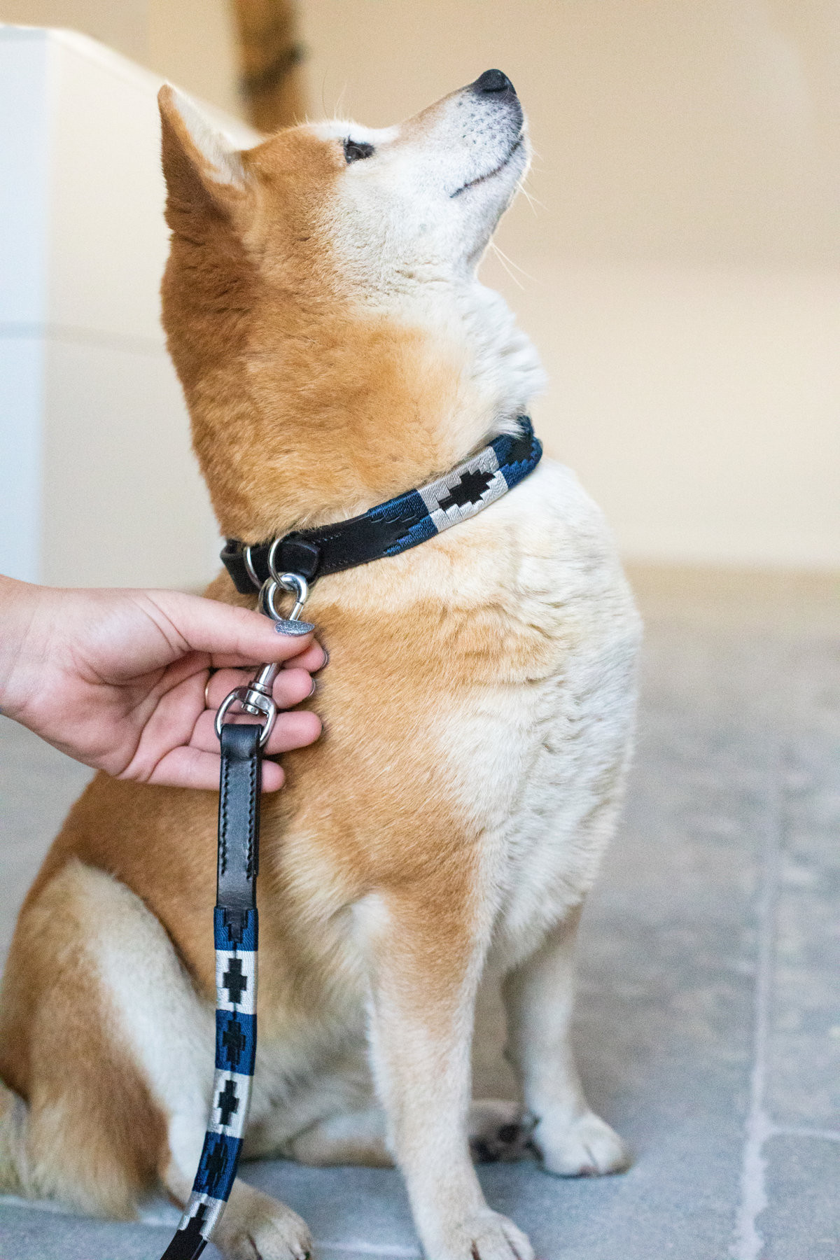 Coleira para cão Polo HFI Preto / azul-marinho / prateado Motivos