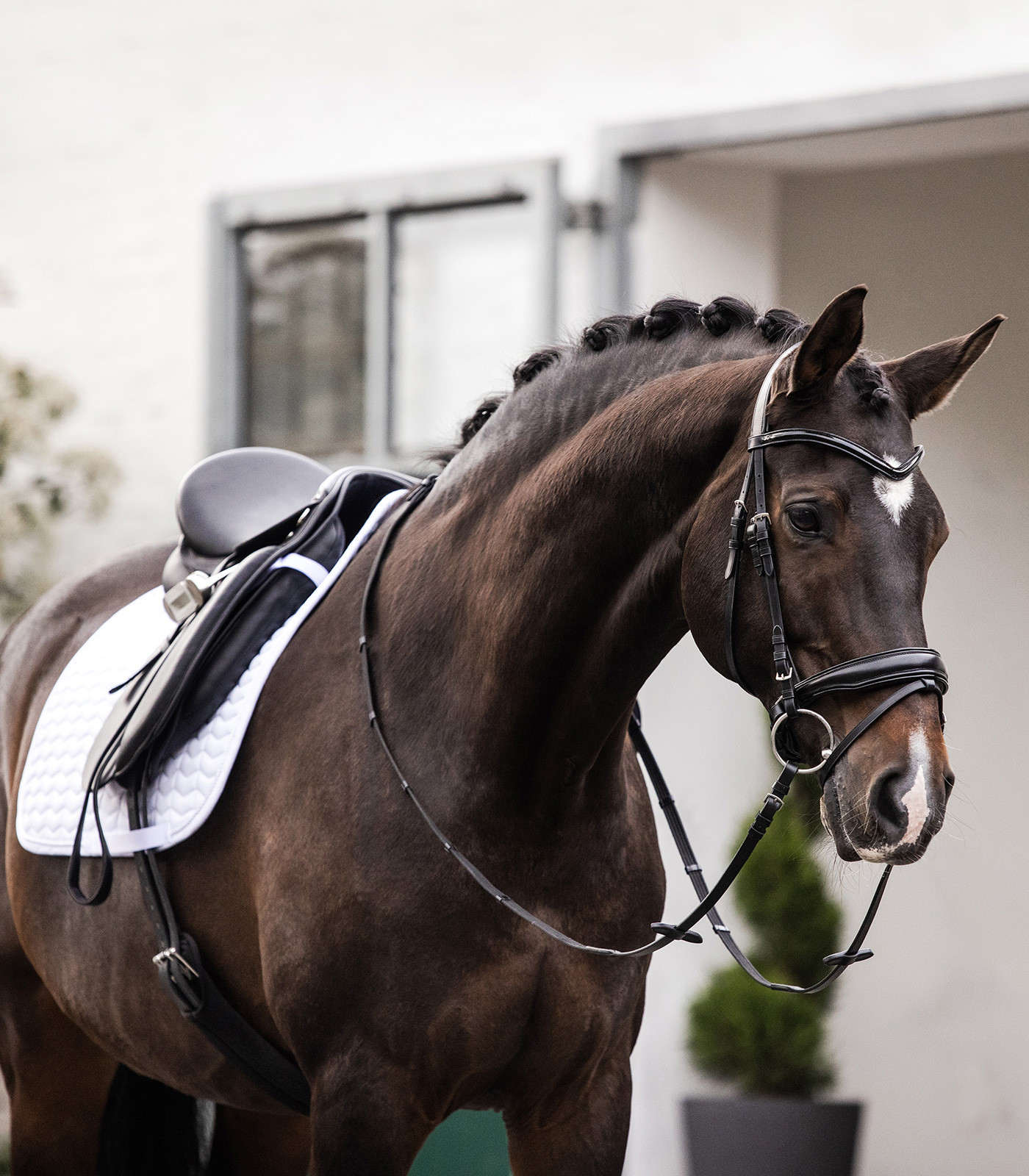 Almofada de sela Waldhausen Classic Branco / branco