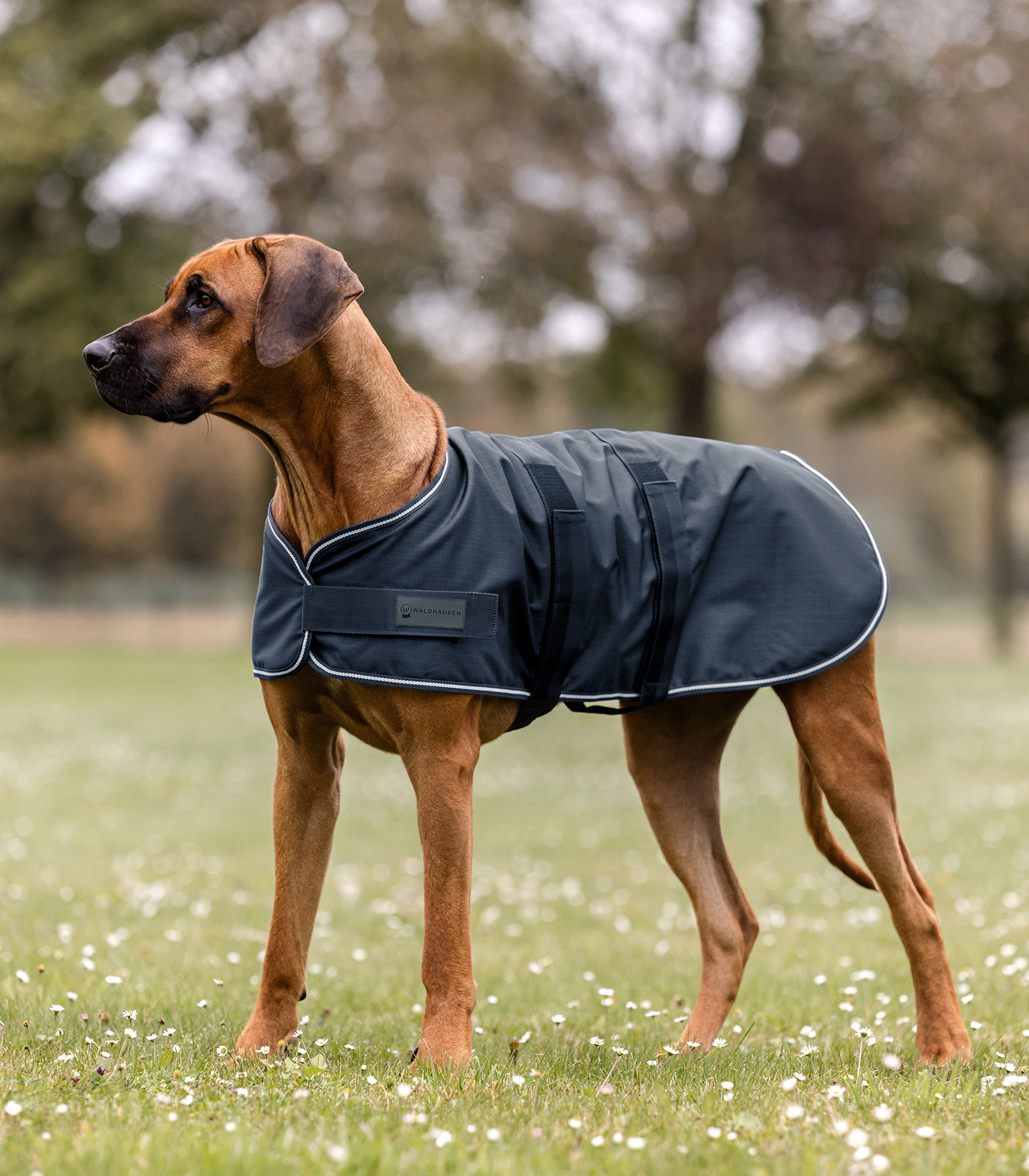 Capa de chuva Waldhausen para cão