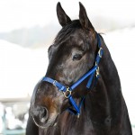 Caveção Yankee Finn-Tack Pro de nylon com focinheira aberta