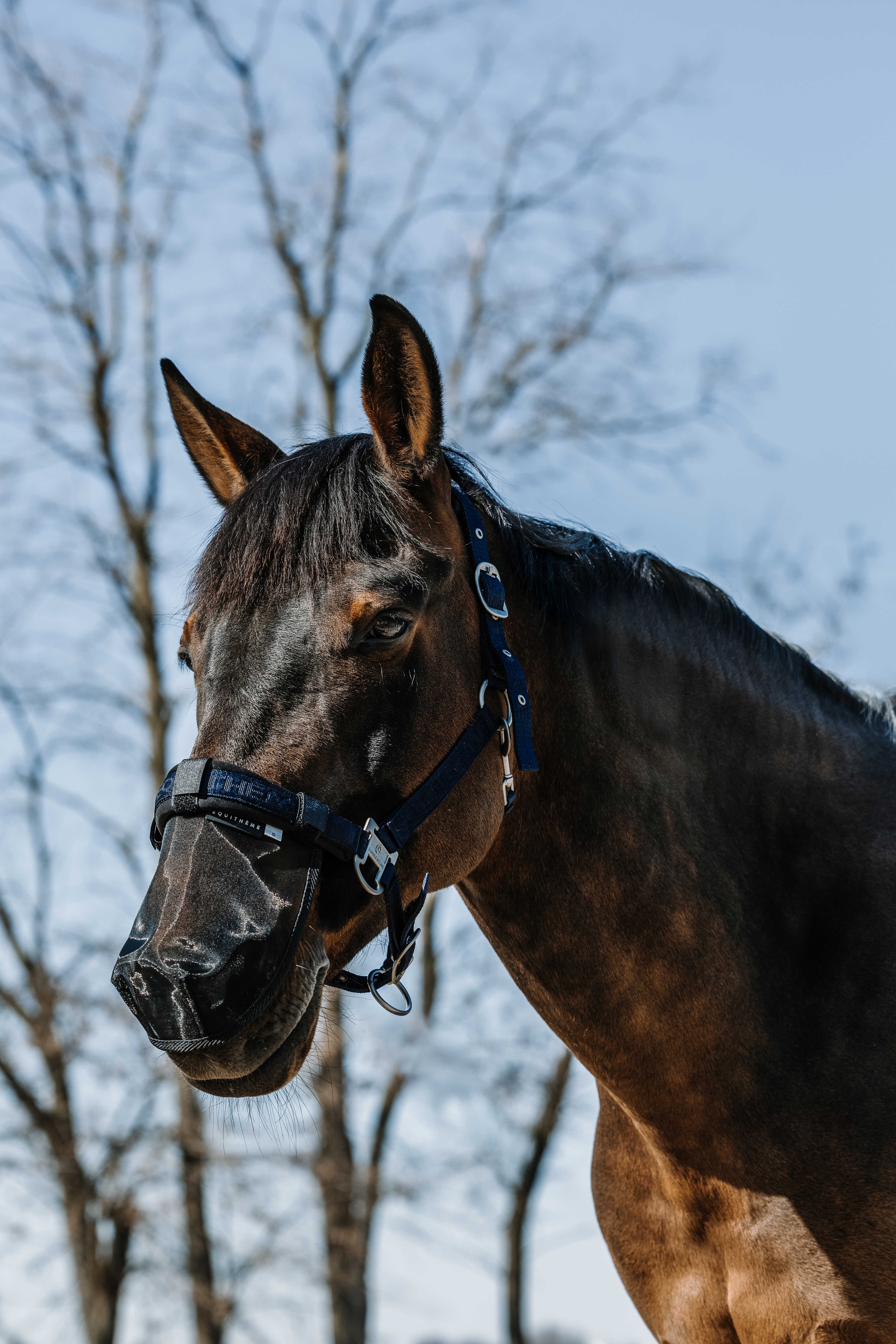 Protetor de focinho anti-UV Equithème Preto