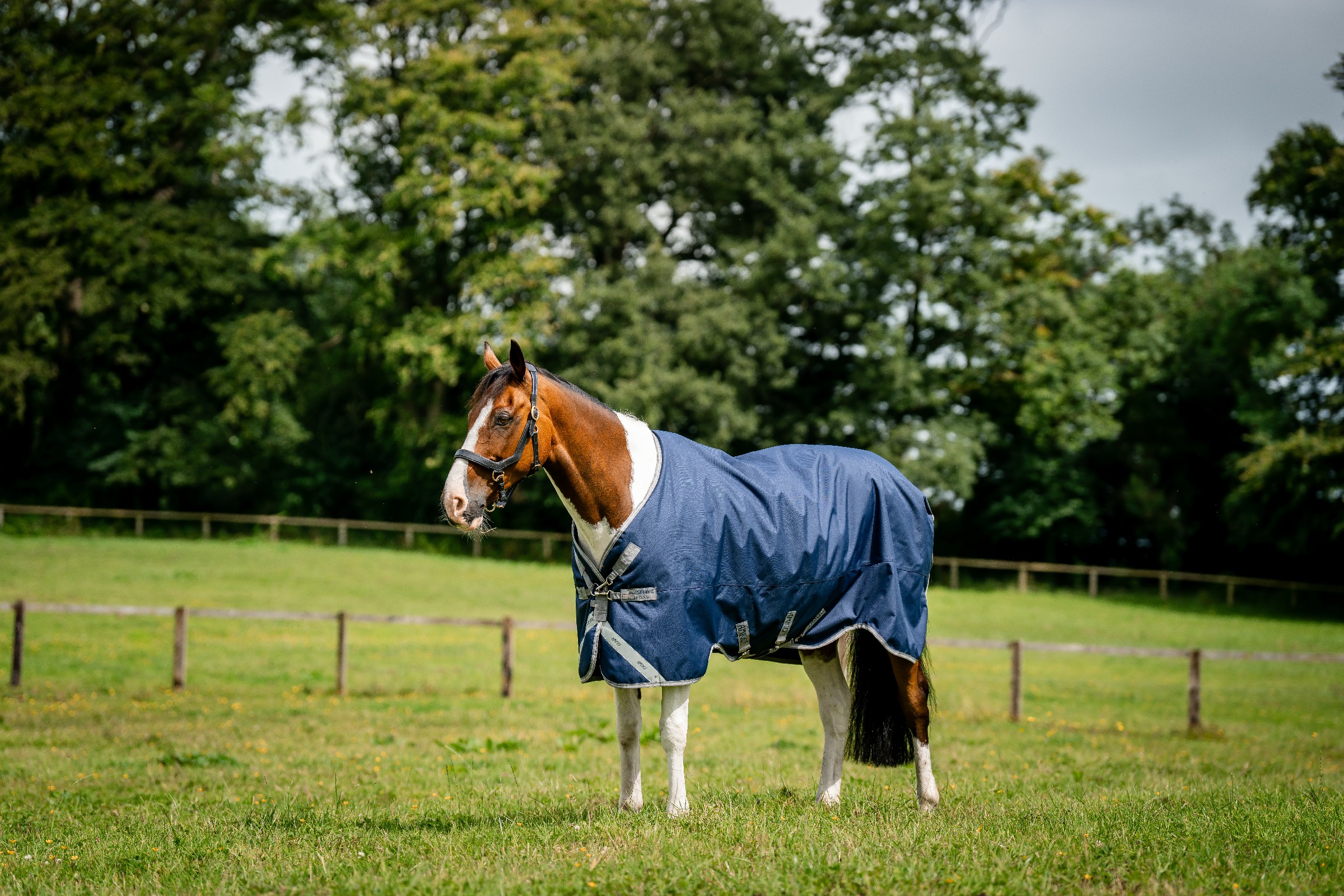 Cobertura Horseware Amigo 1200D Turnout 100g Marinho / cinza titânio / prata Azul-marinho Cobertura Horseware Amigo 1200D Turnout 100g Marinho / cinza titânio / prata Azul-marinho
