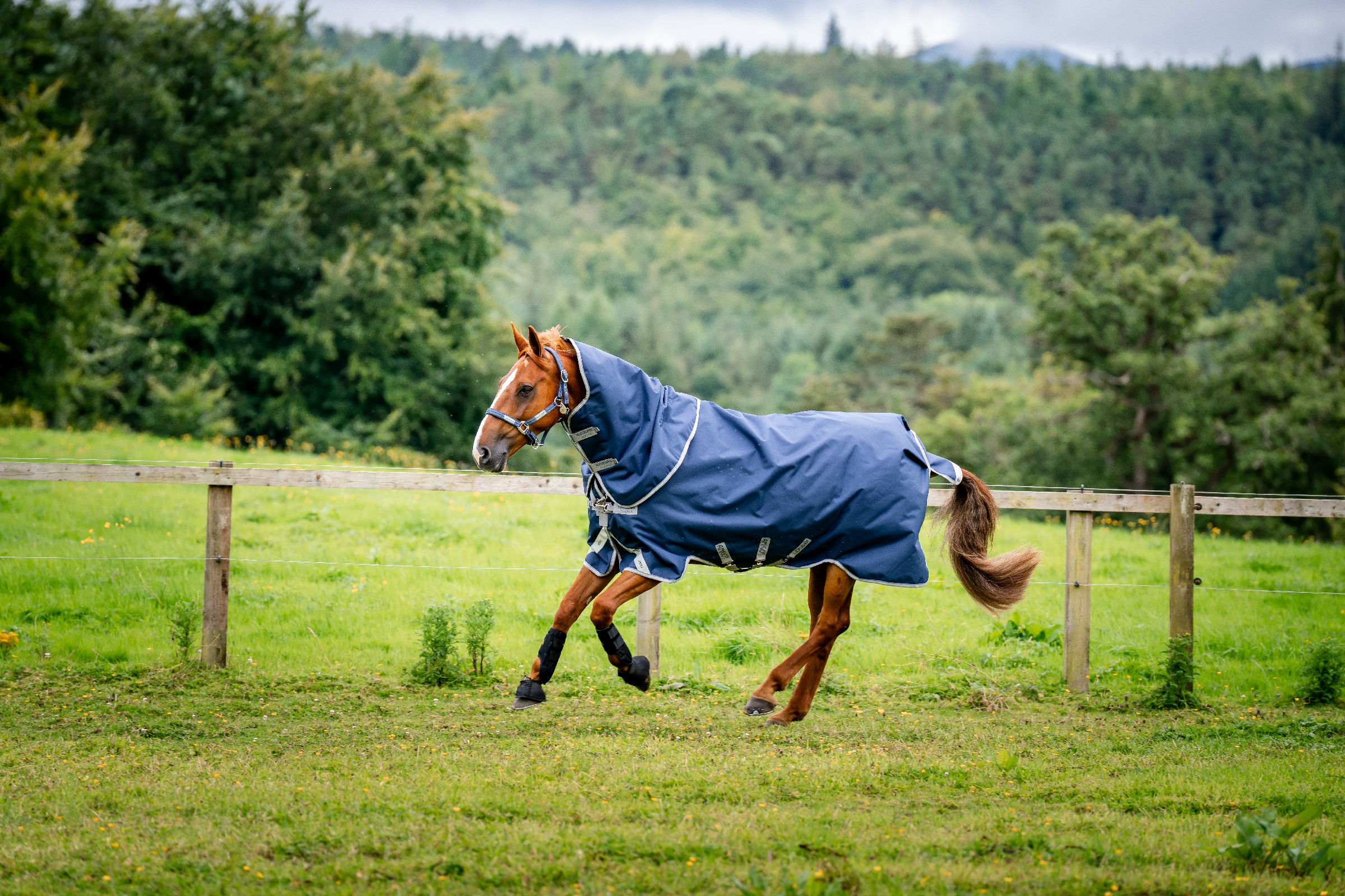 Capa Horseware Amigo 1200D Turnout Plus 50g