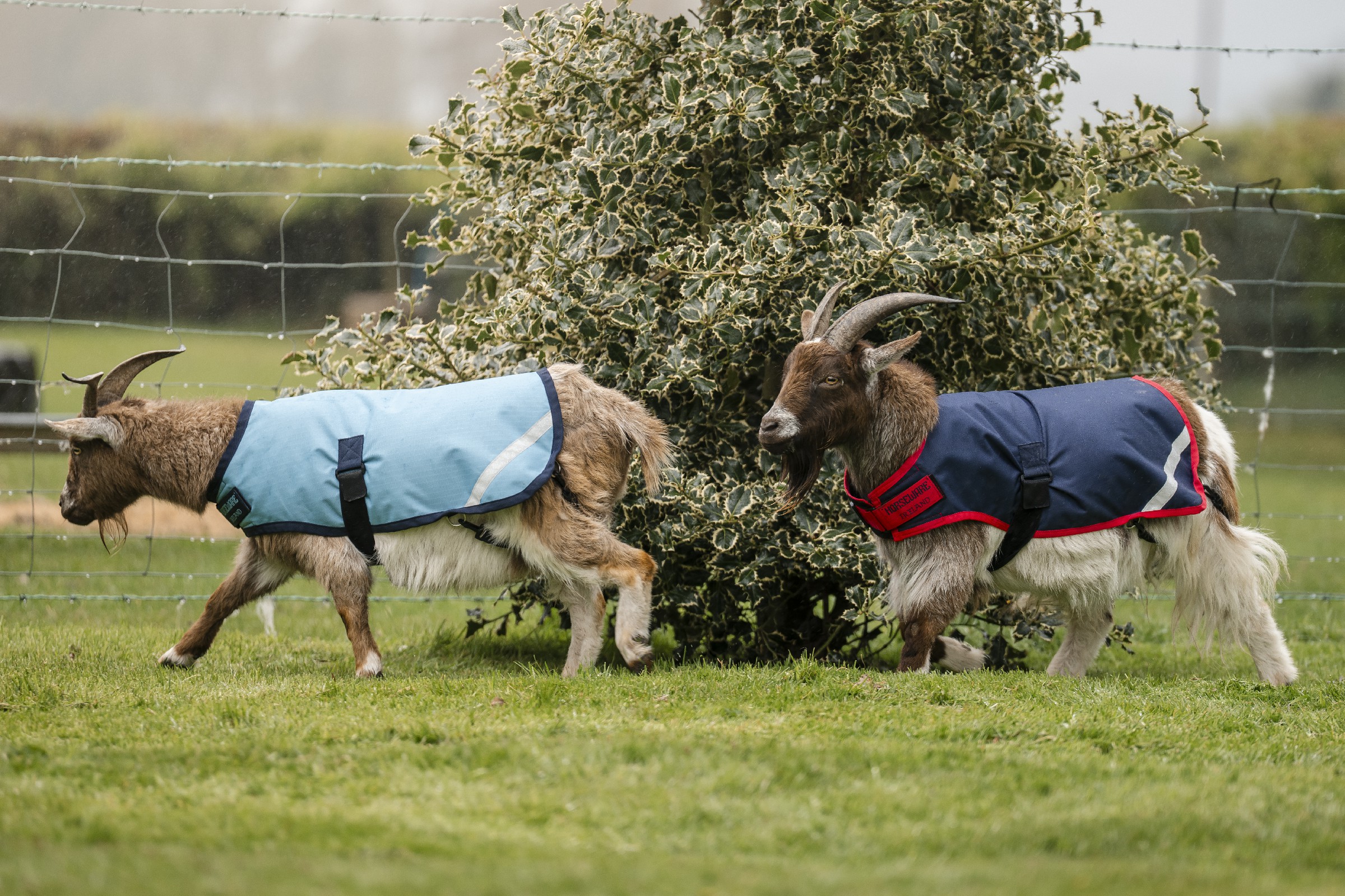 Capa para cabra Horseware 200g Capa para cabra Horseware 200g