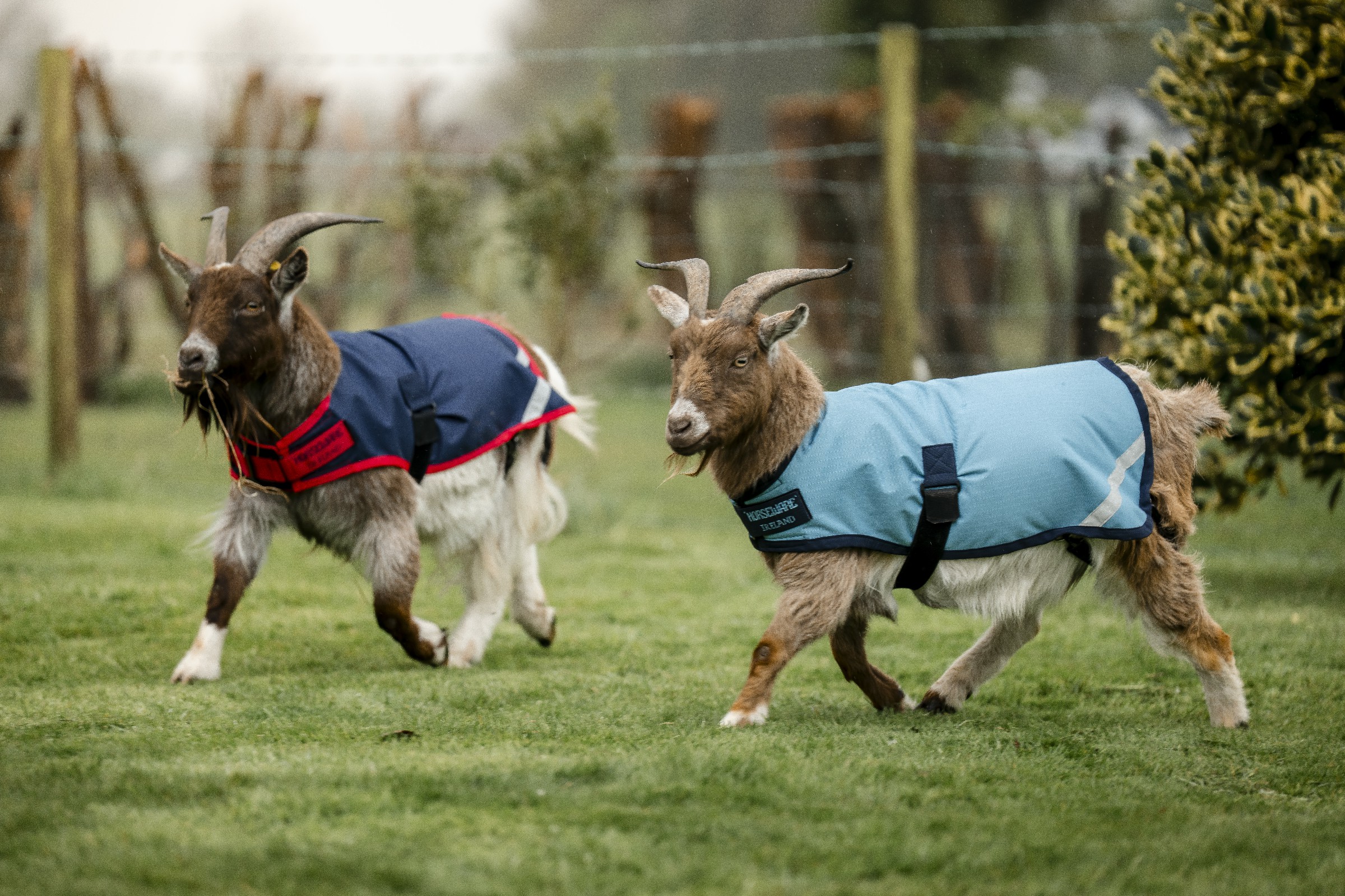 Capa para cabra Horseware 200g Capa para cabra Horseware 200g