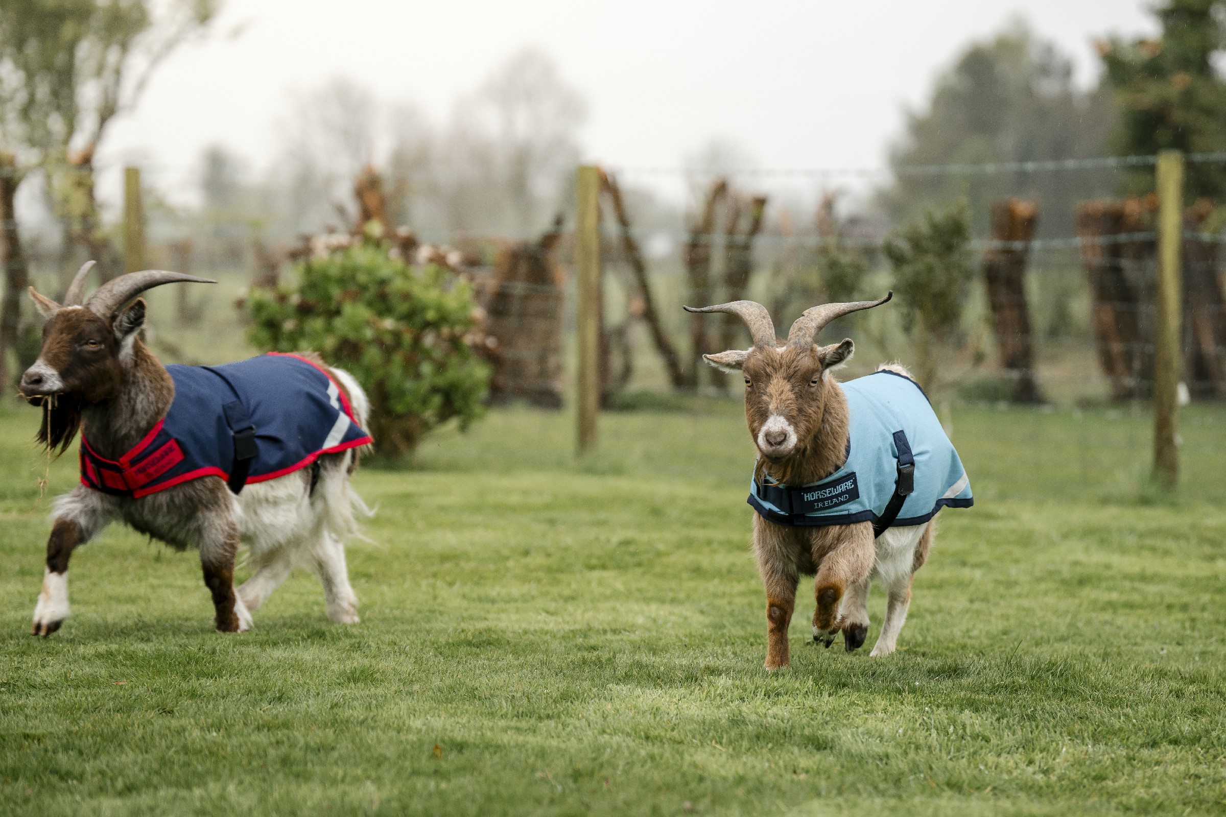 Capa para cabra Horseware 200g Capa para cabra Horseware 200g