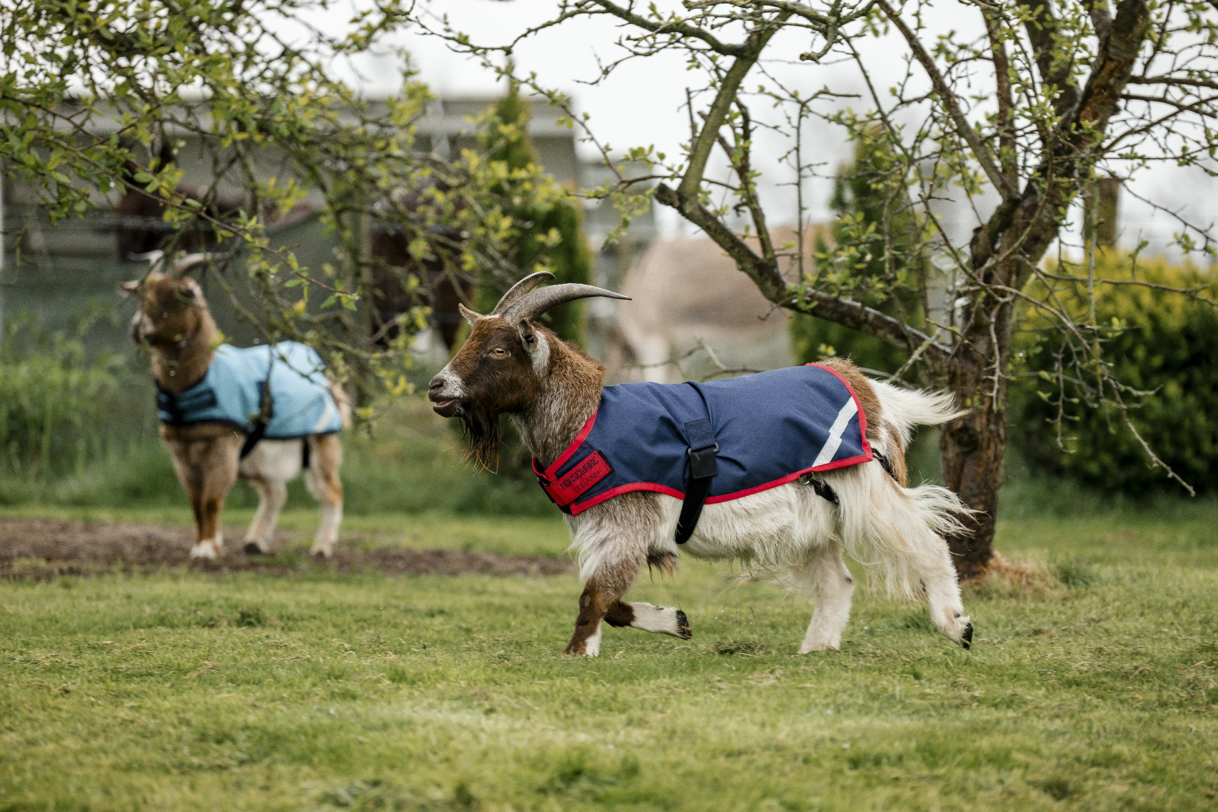 Capa para cabra Horseware 200g Capa para cabra Horseware 200g