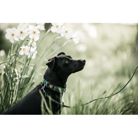 Trela Kentucky para cão Lagarto