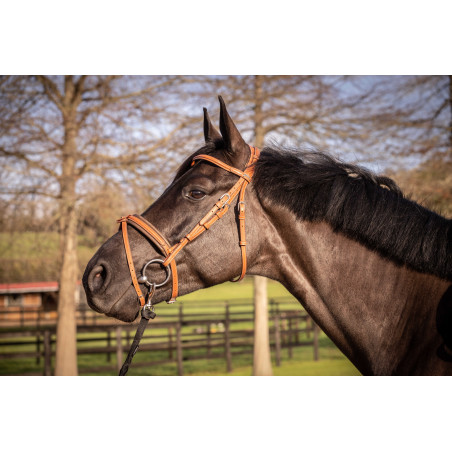 Bridão Pénélope Elegância