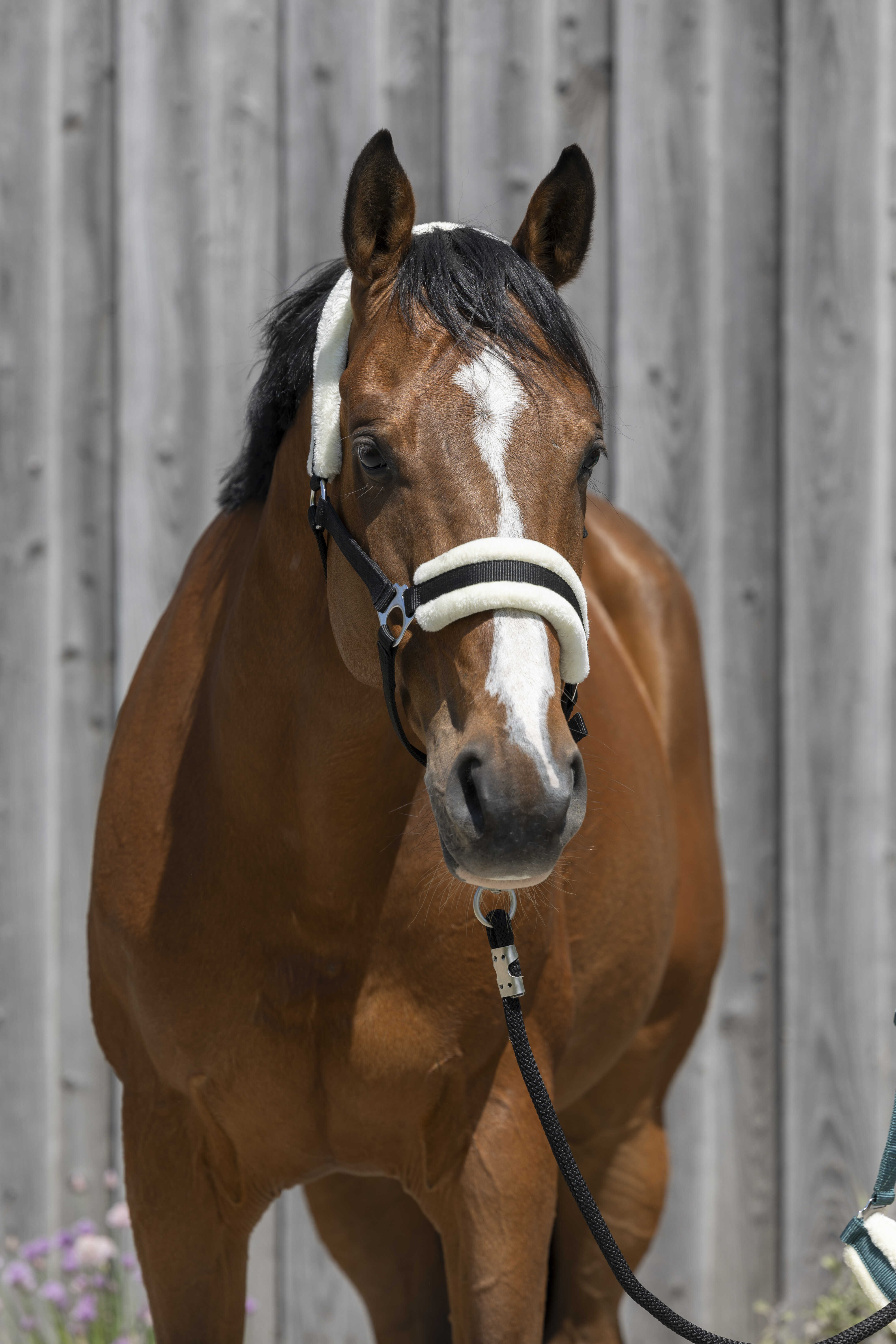 Cabeçada Riding World com lã sintética Preto Cabeçada Riding World com lã sintética Preto