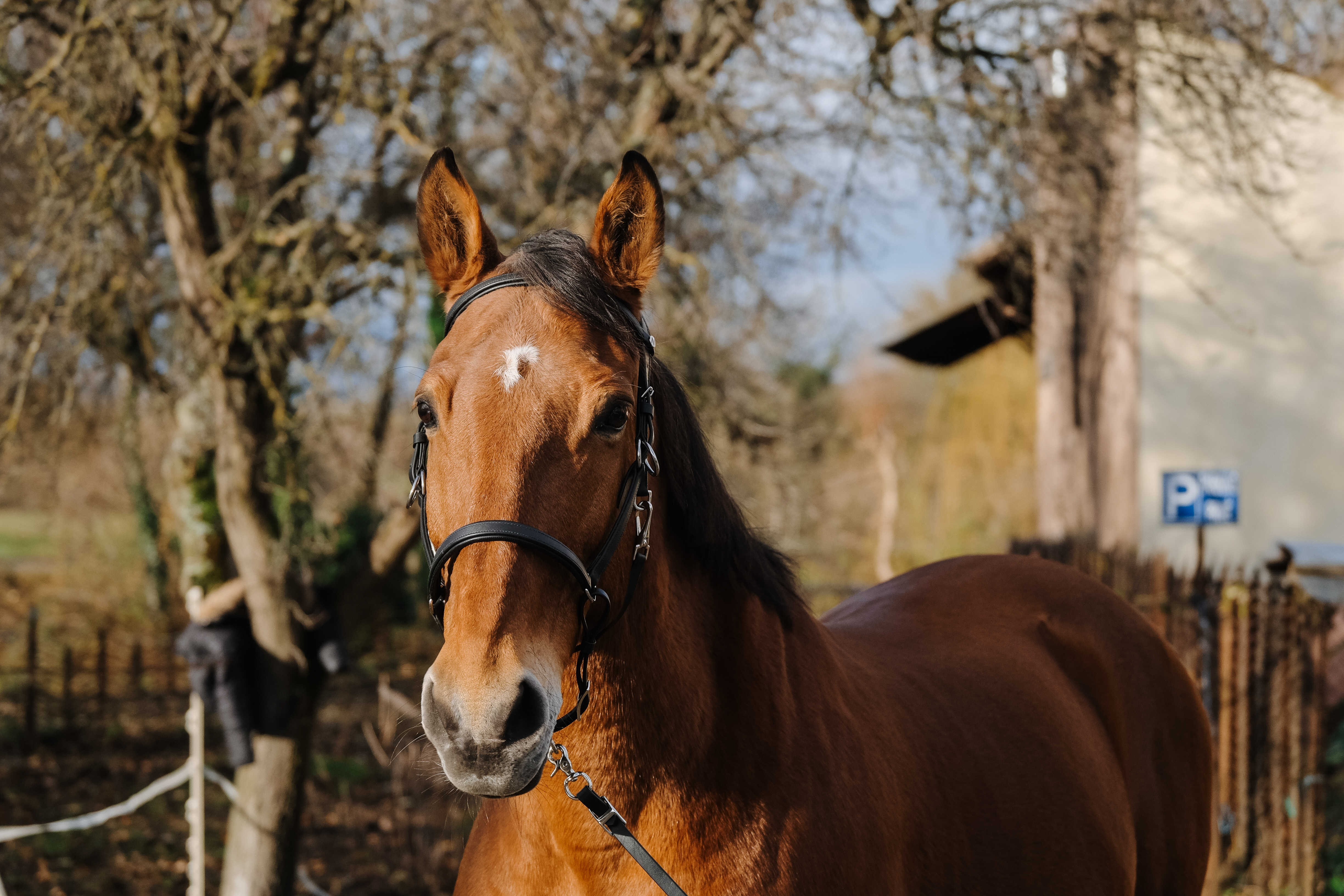 Bridão/Cabeção Norton Training Preto