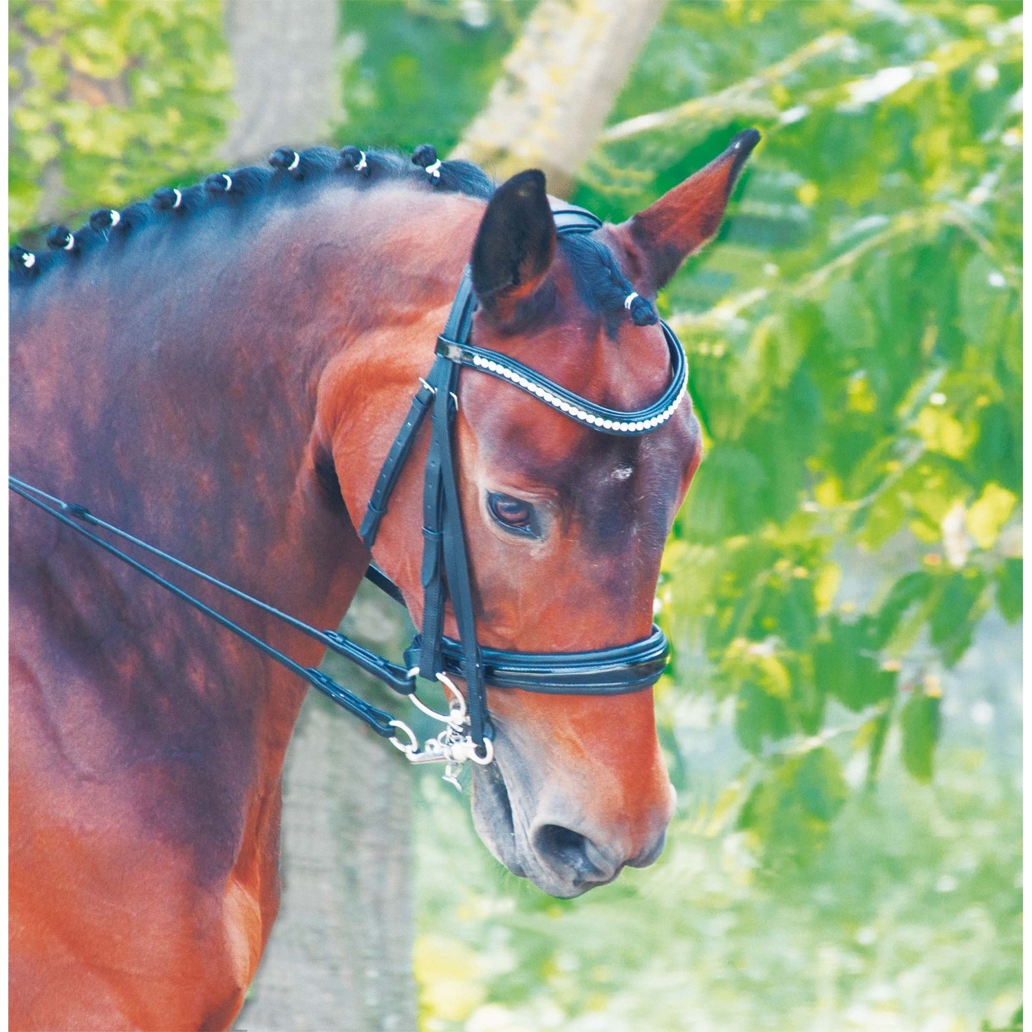 Bridão de adestramento em couro Cézanne T de T Preto