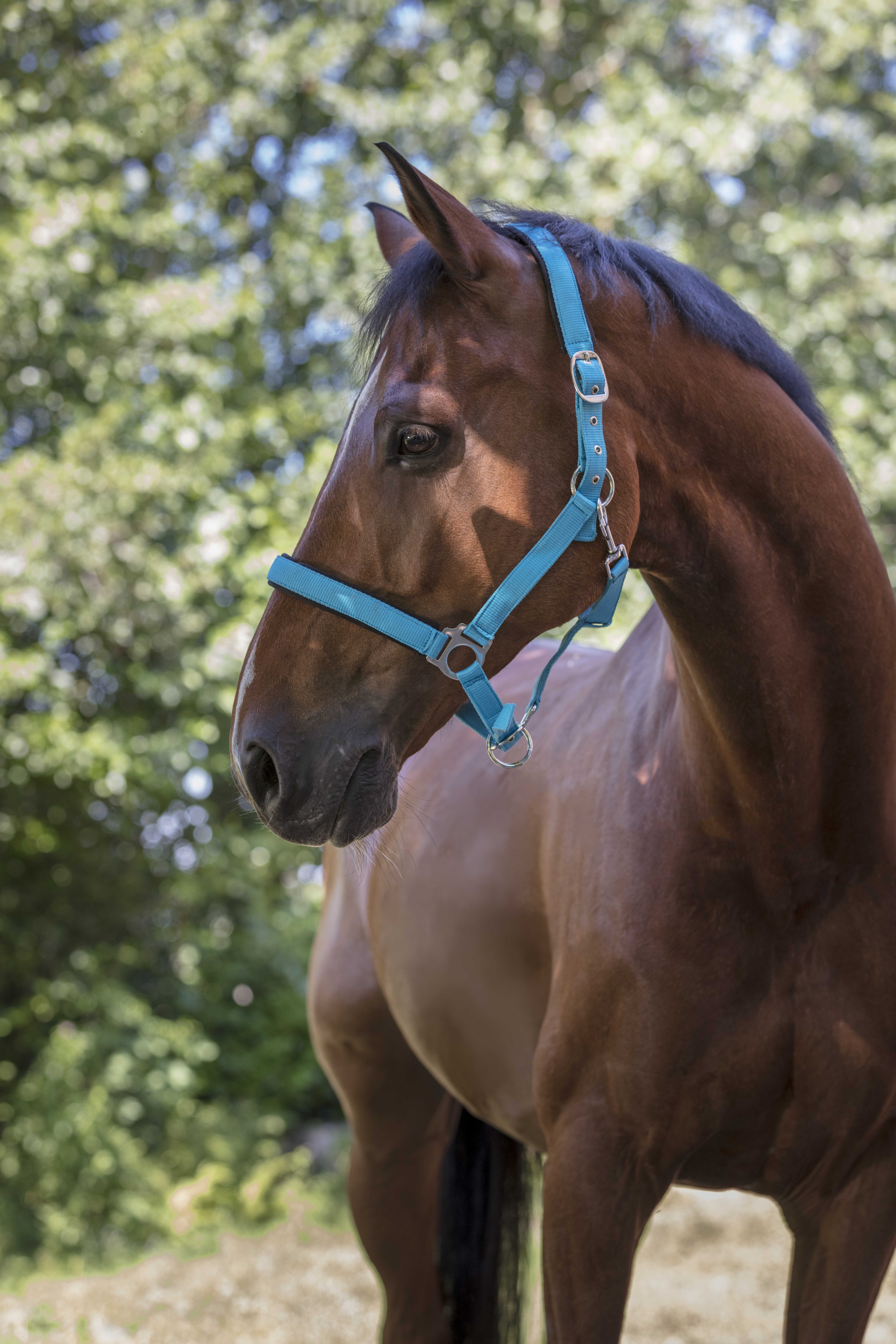 Caveção Norton Fluo forrado Azul