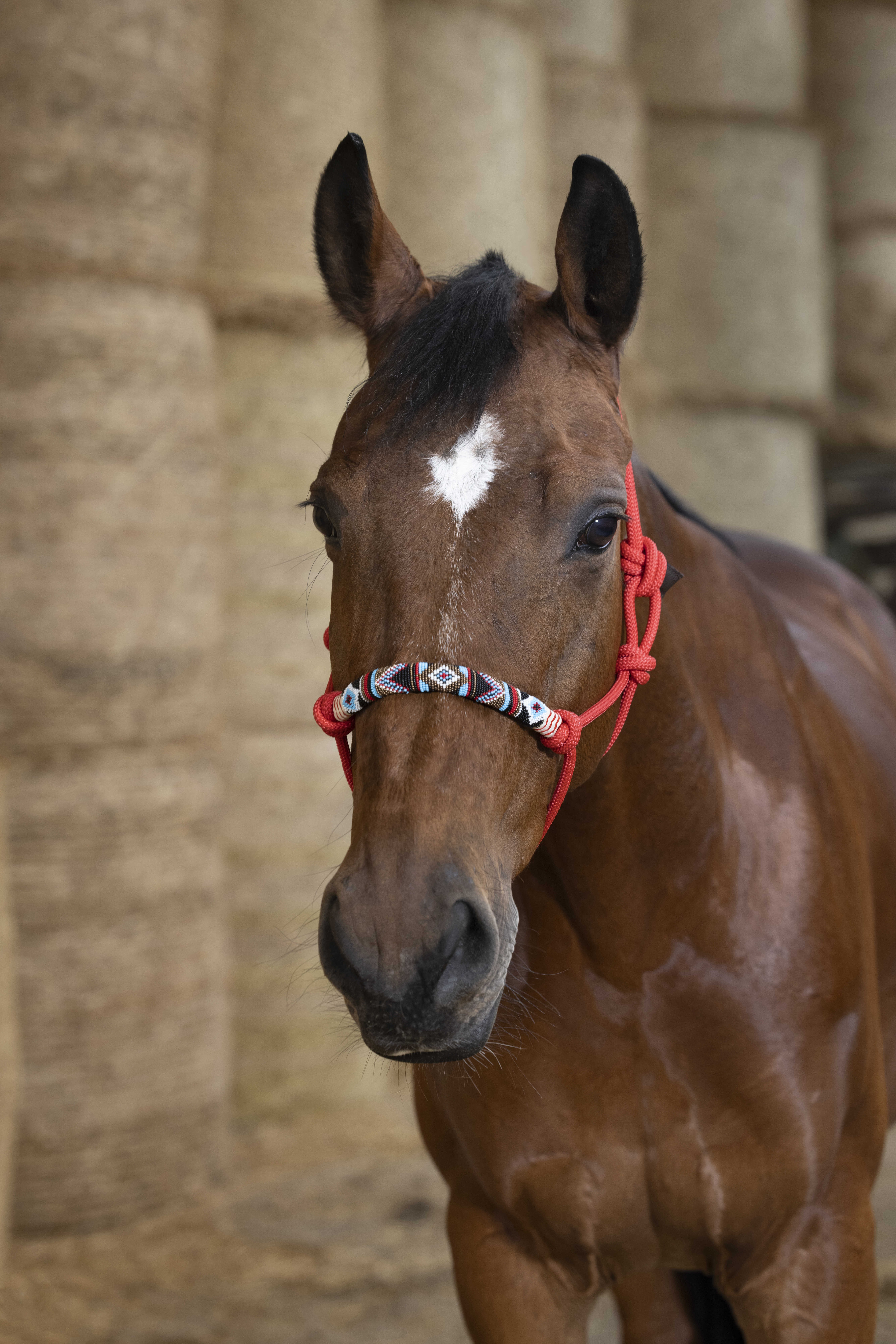 Cabresto etológico Norton Pearl Preto Cabresto etológico Norton Pearl Preto