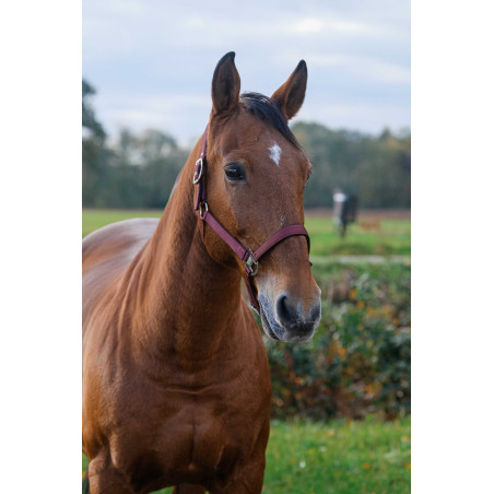 Caveção de Nylon com Mola Equithème