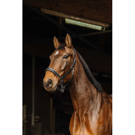 Cabezada de couro Norton Rock