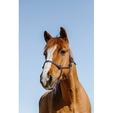 Cabresto etológico Norton Glim