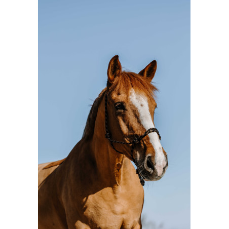 Cabresto etológico Westride Western