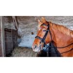 Bridão de adestramento de couro Pollock T de T