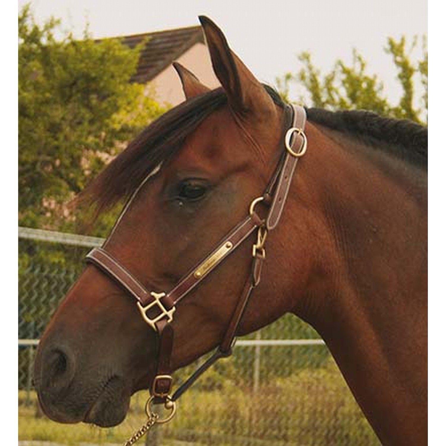Licol cuir avec plaque à graver T de T Marron foncé Licol cuir avec plaque à graver T de T Marron foncé