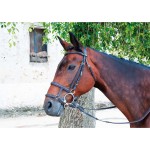 Muserola mista francesa / alemã T de T