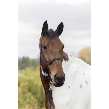 Cabezada + guia Norton Rose gold