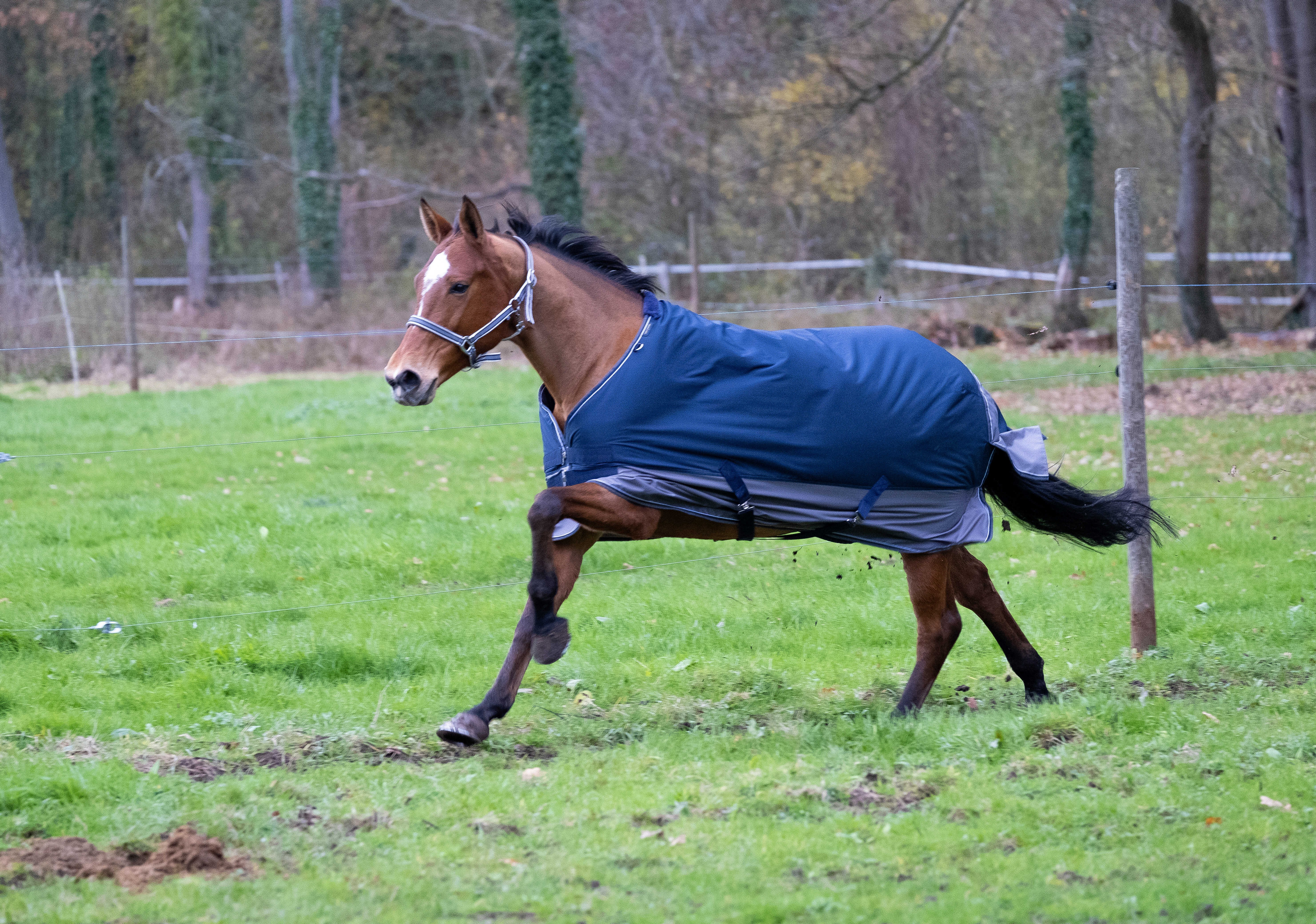 Cobertura Equithème Tyrex 600 D 50g Marinho / cinza Azul Cobertura Equithème Tyrex 600 D 50g Marinho / cinza Azul