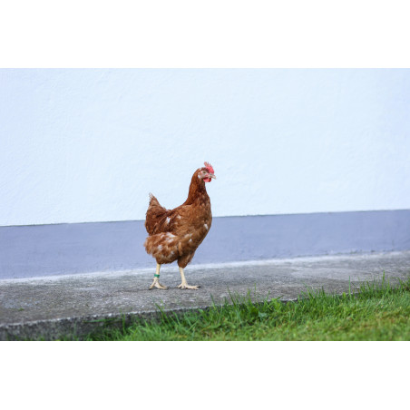 Anéis de identificação em espiral para galinhas Kerbl Hobbyfarming