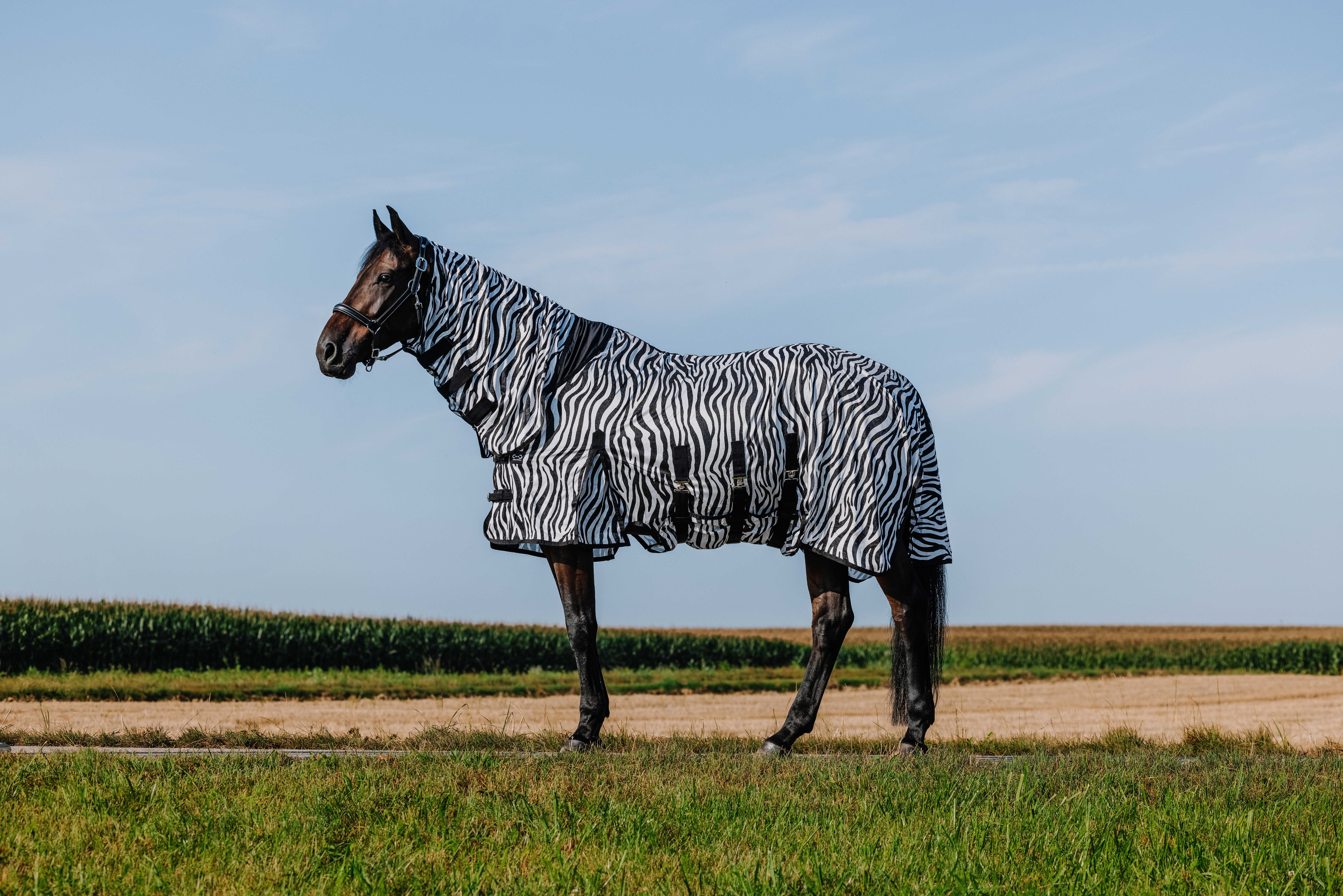 Camisa Riding World Belly Mesh Combo Preto / branco padrão zebra Motivos Camisa Riding World Belly Mesh Combo Preto / branco padrão zebra Motivos