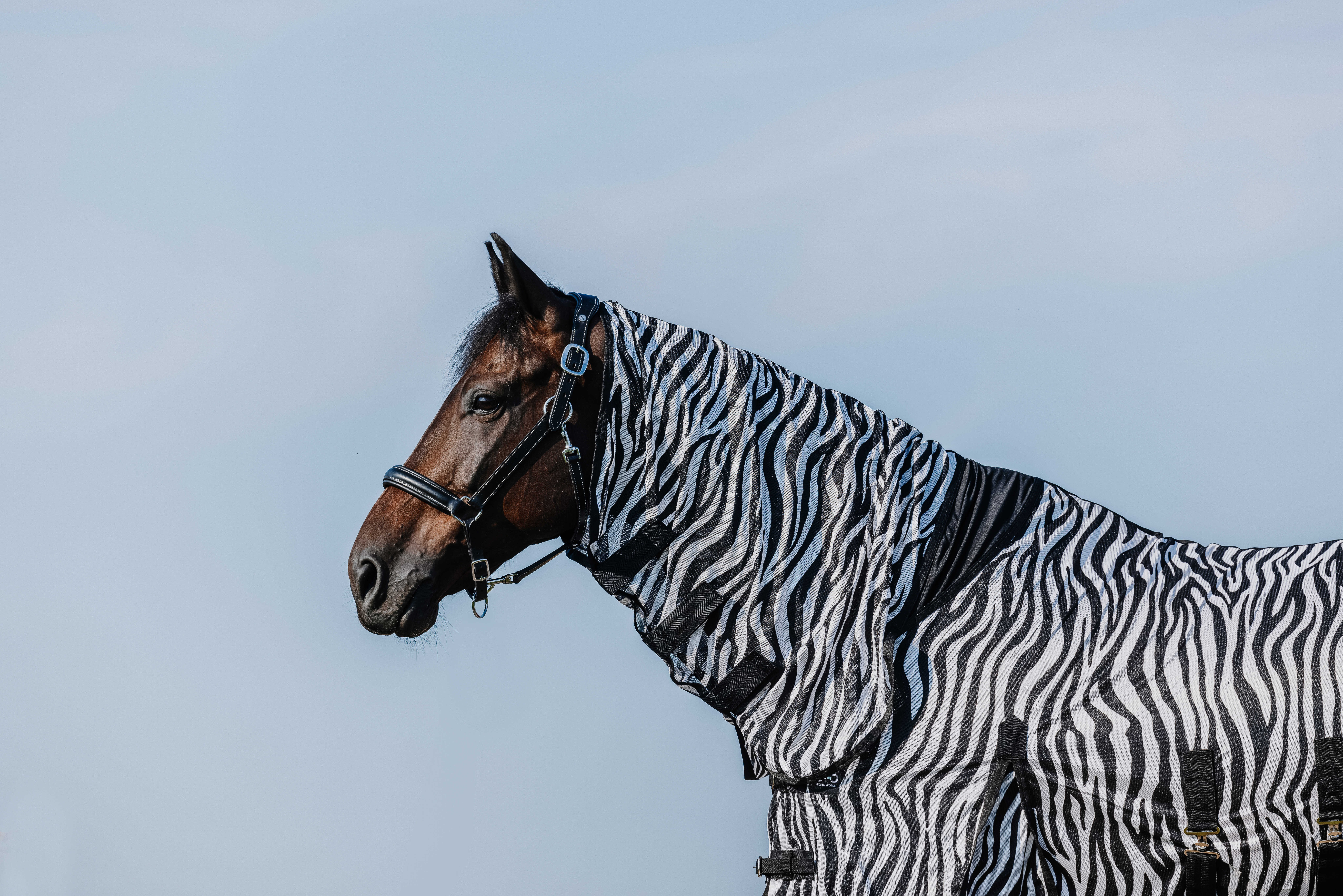 Camisa Riding World Belly Mesh Combo Cinzento Camisa Riding World Belly Mesh Combo Cinzento