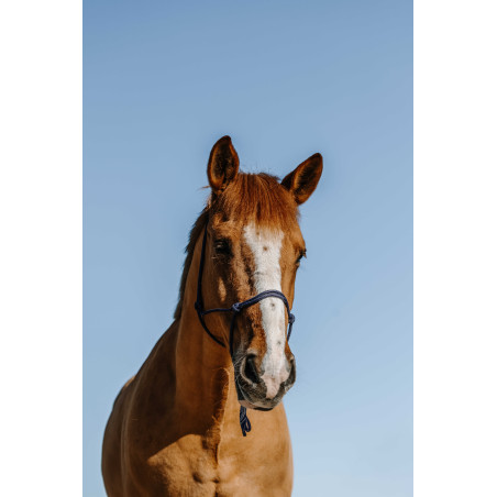 Caveçon etológico Norton em nylon