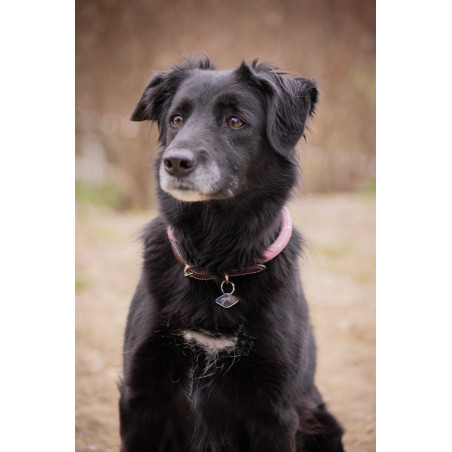 Coleira para cão Penelope Billie