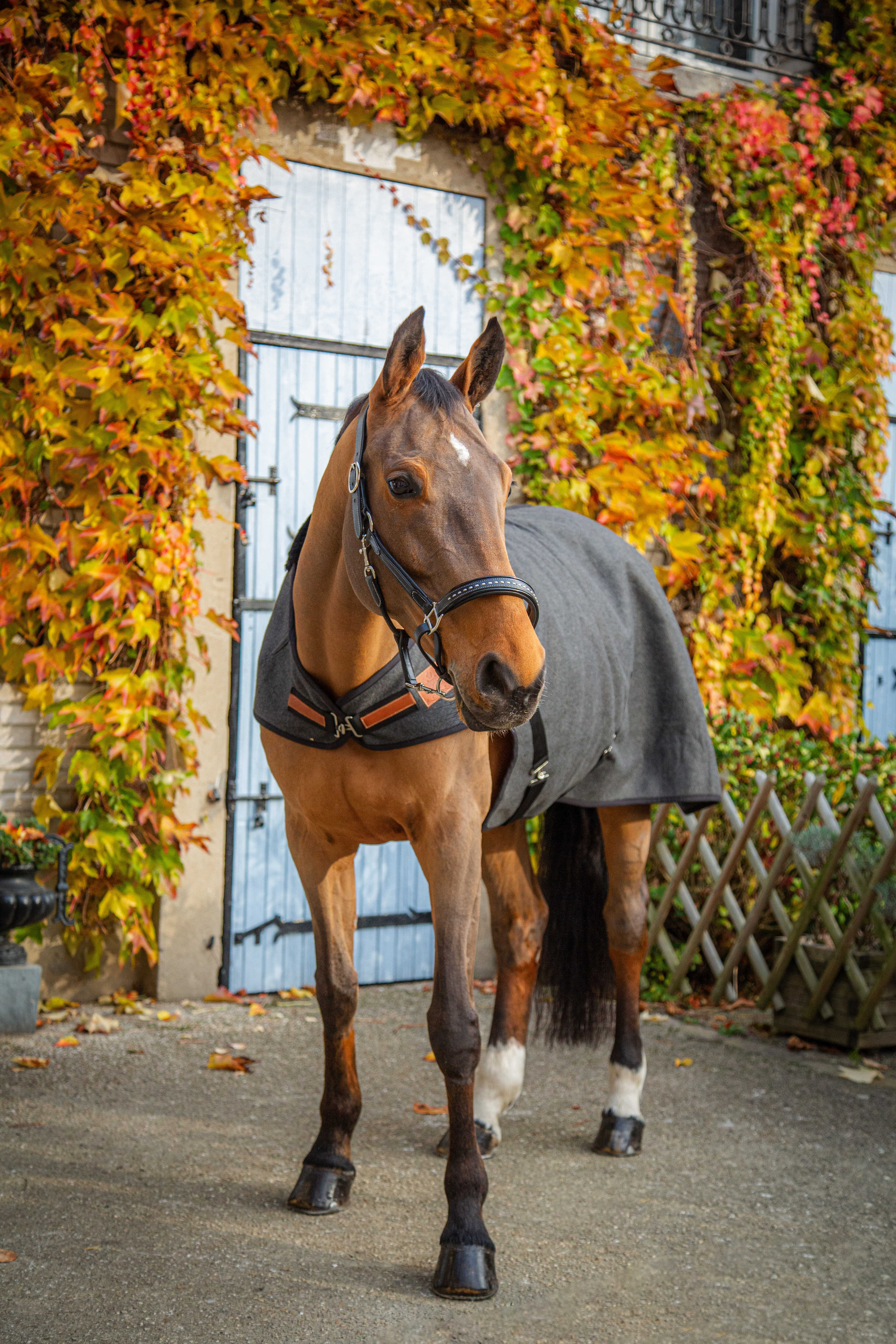 Cobertor Walker Wooltouch Paddock Sports Cinza mesclado Cinzento