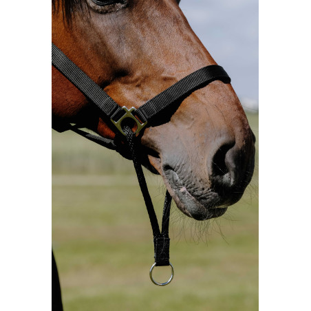 Caveção Norton Educativo