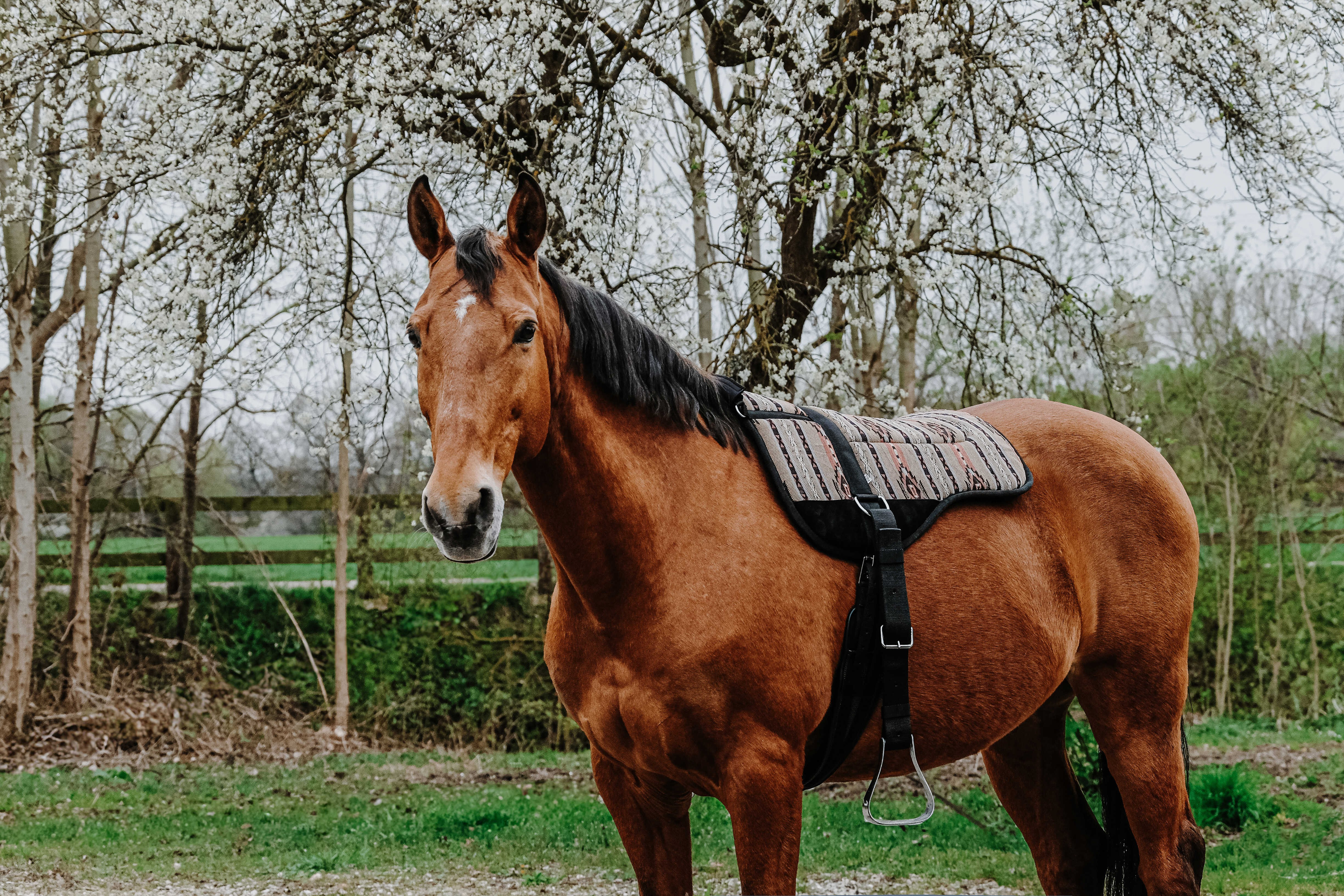 Almofada de montar sem sela Norton Kiowa