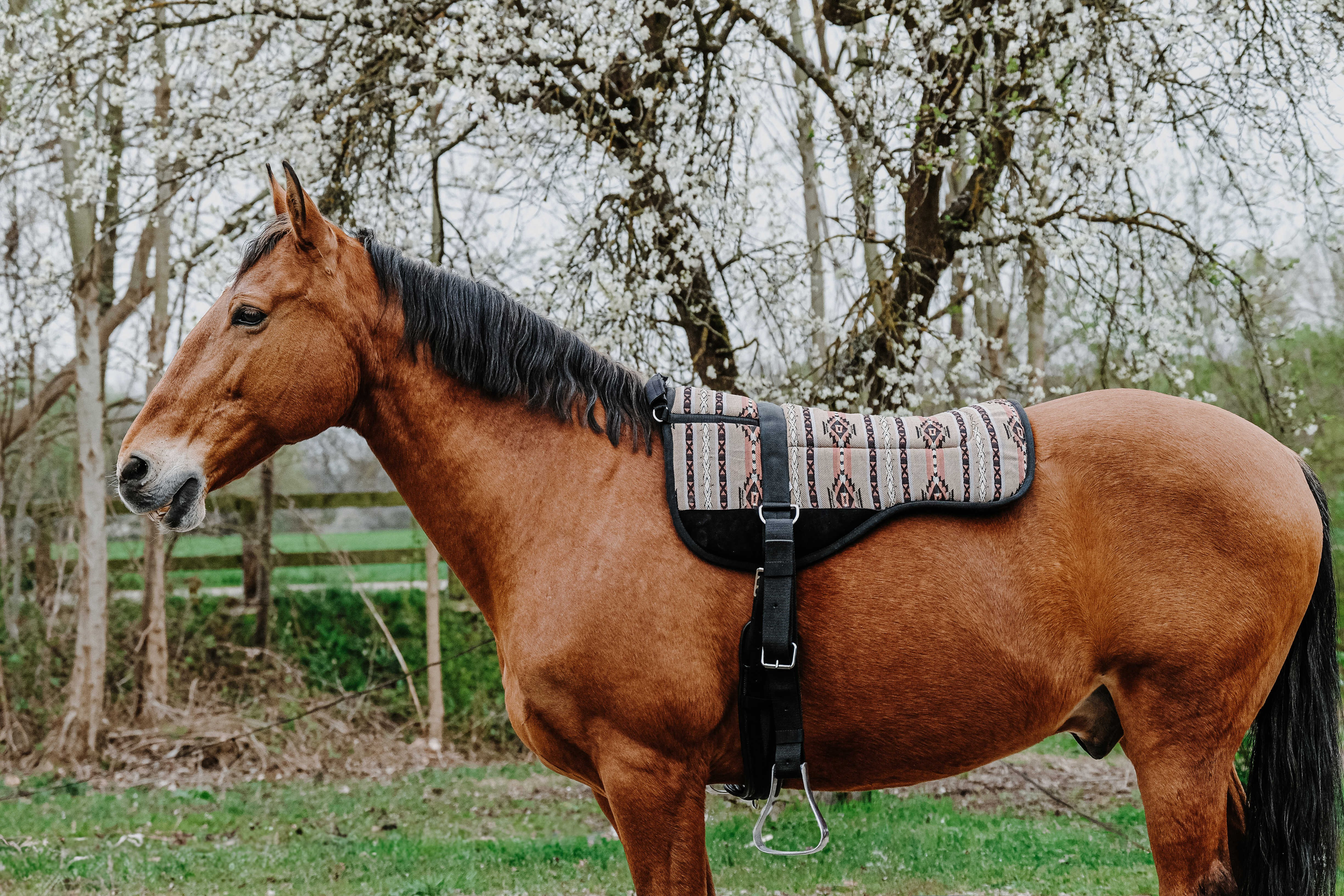 Almofada de montar sem sela Norton Kiowa