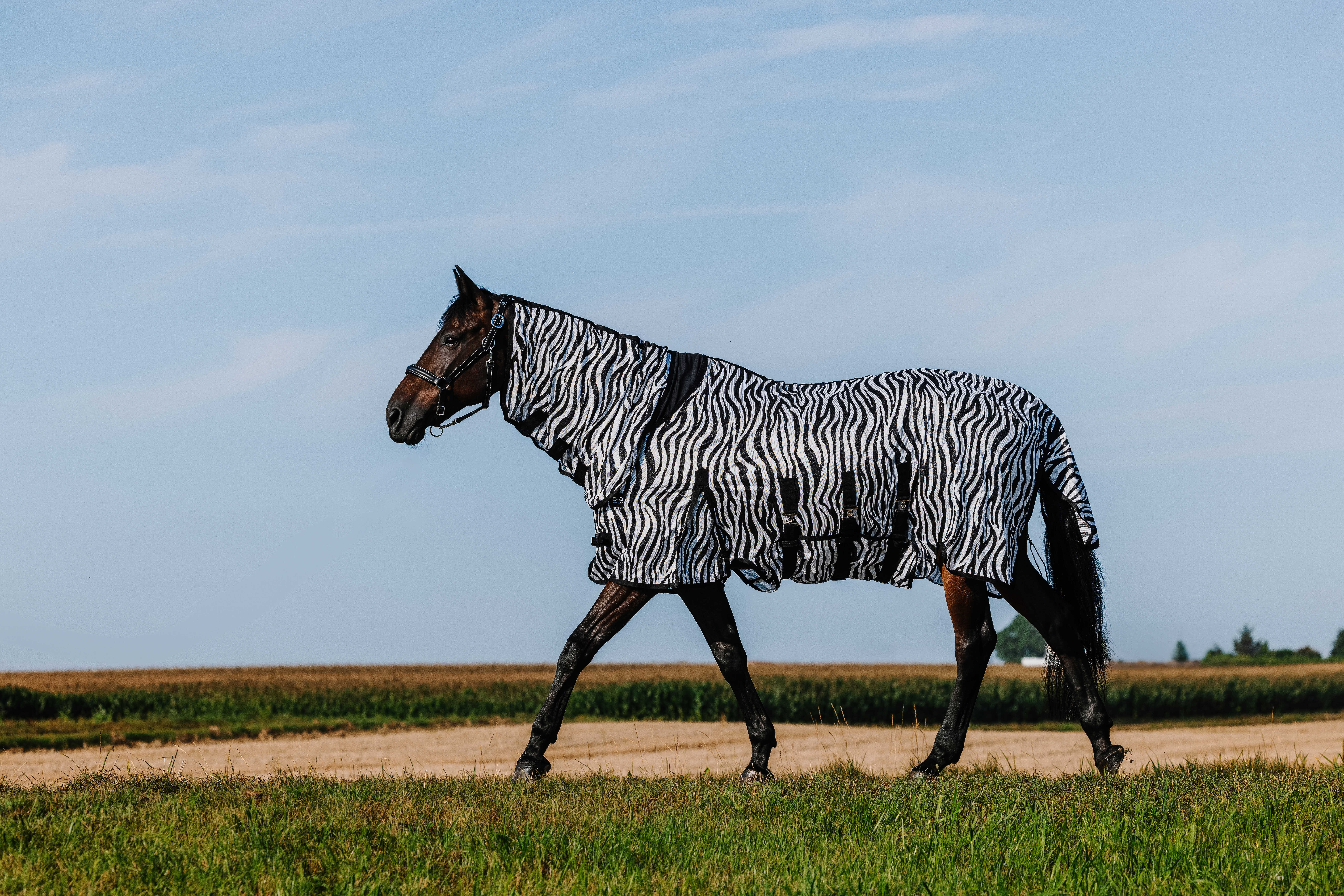 Camisa Riding World Belly Mesh Combo Preto / branco padrão zebra Motivos