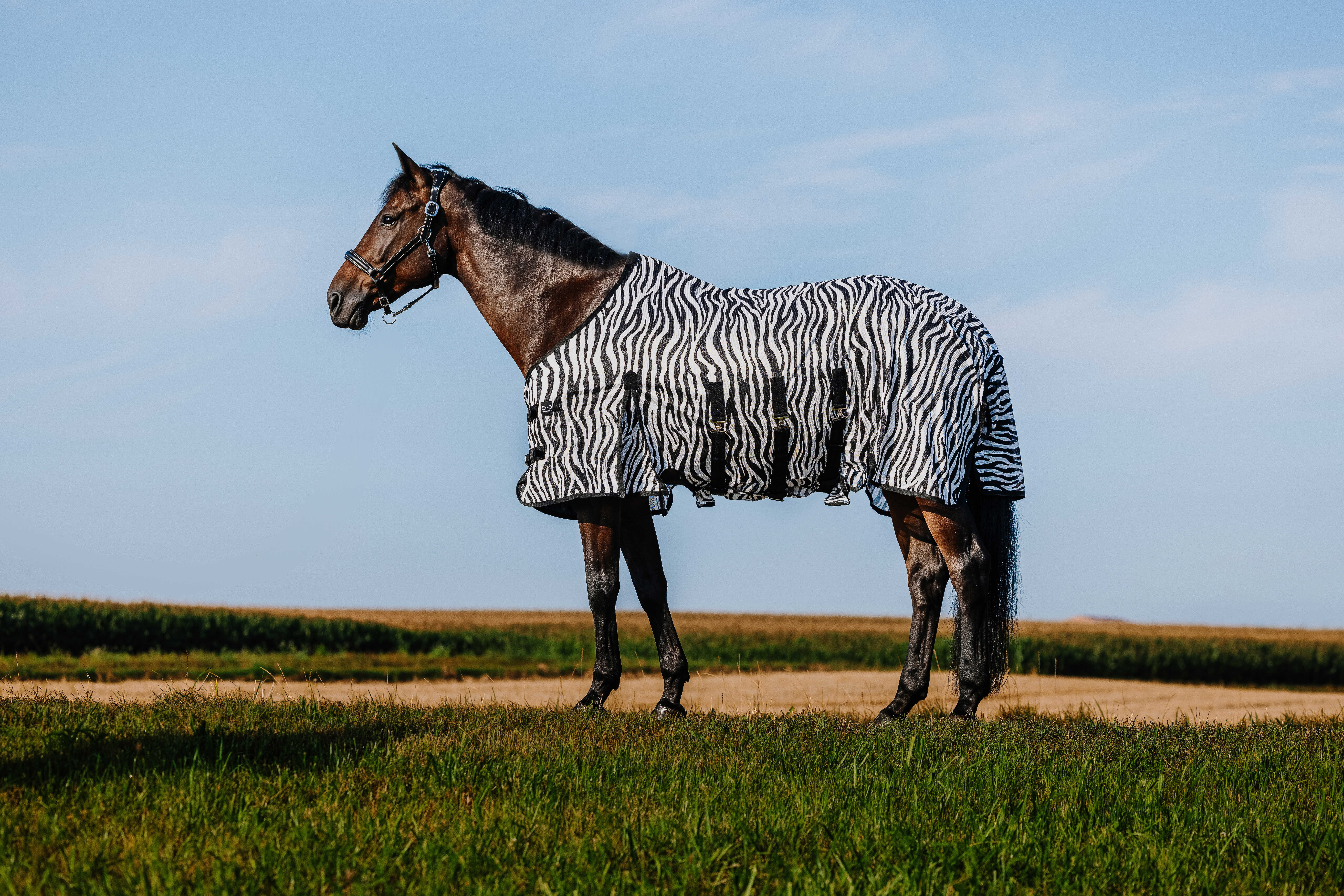 Camisa Riding World Belly Mesh Preto / branco padrão zebra Motivos Camisa Riding World Belly Mesh Preto / branco padrão zebra Motivos