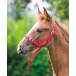 Cabresto de apresentação para potro Shires