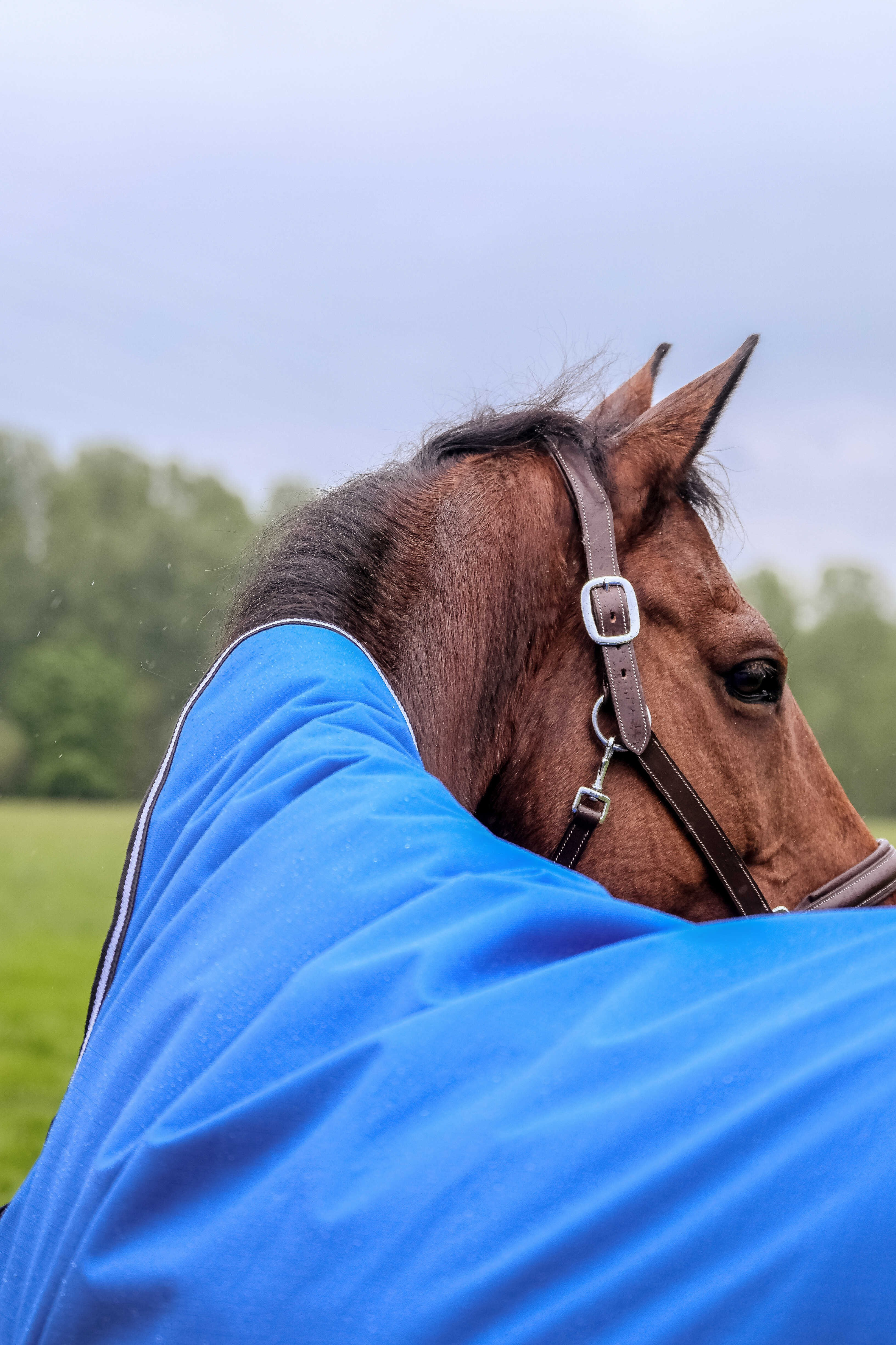 Cobertura Equithème Tyrex Aisance 1200D Pescoço Alto Azul royal