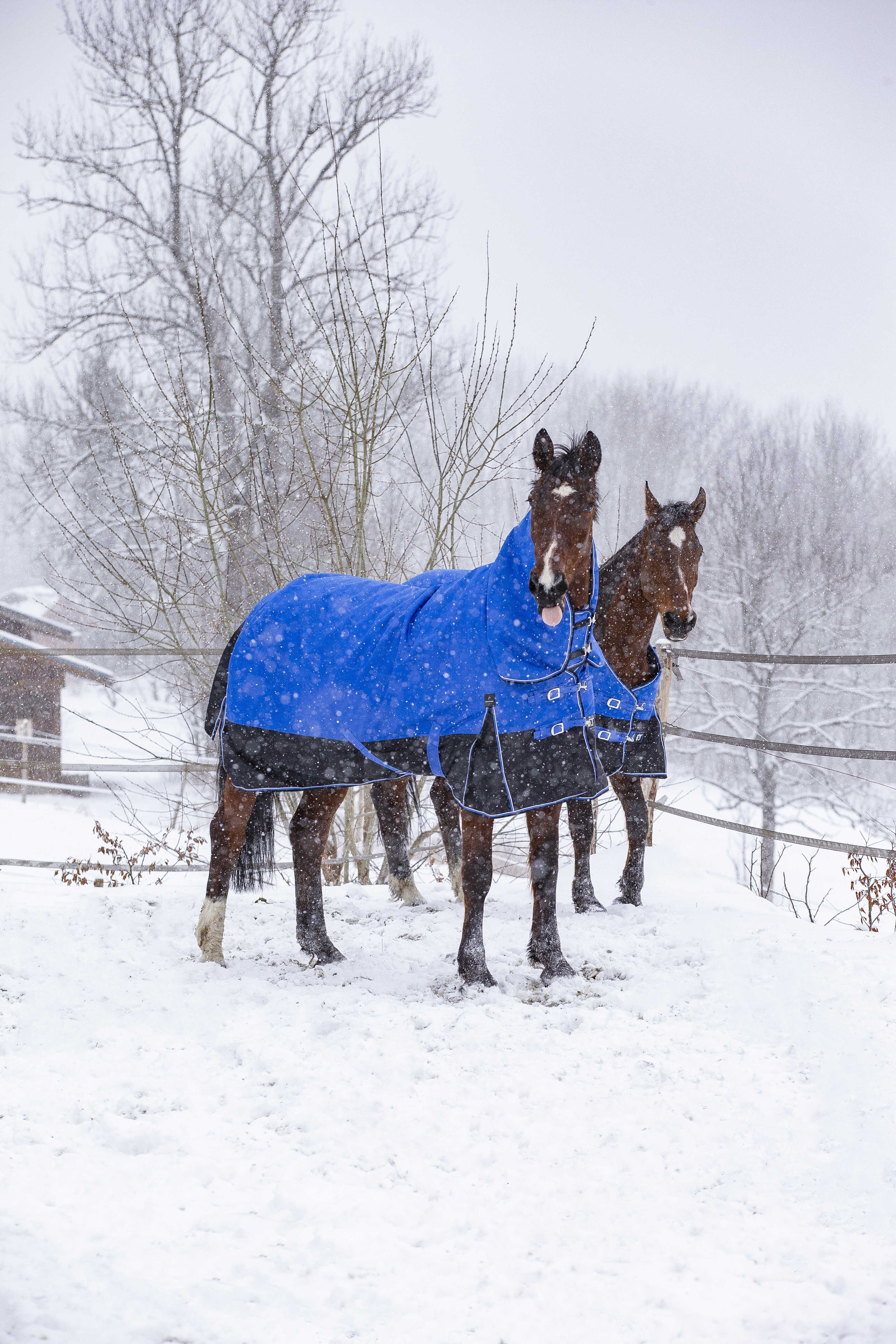 Cobertura Equithème Tyrex Aisance 1200D Pescoço Alto Azul royal