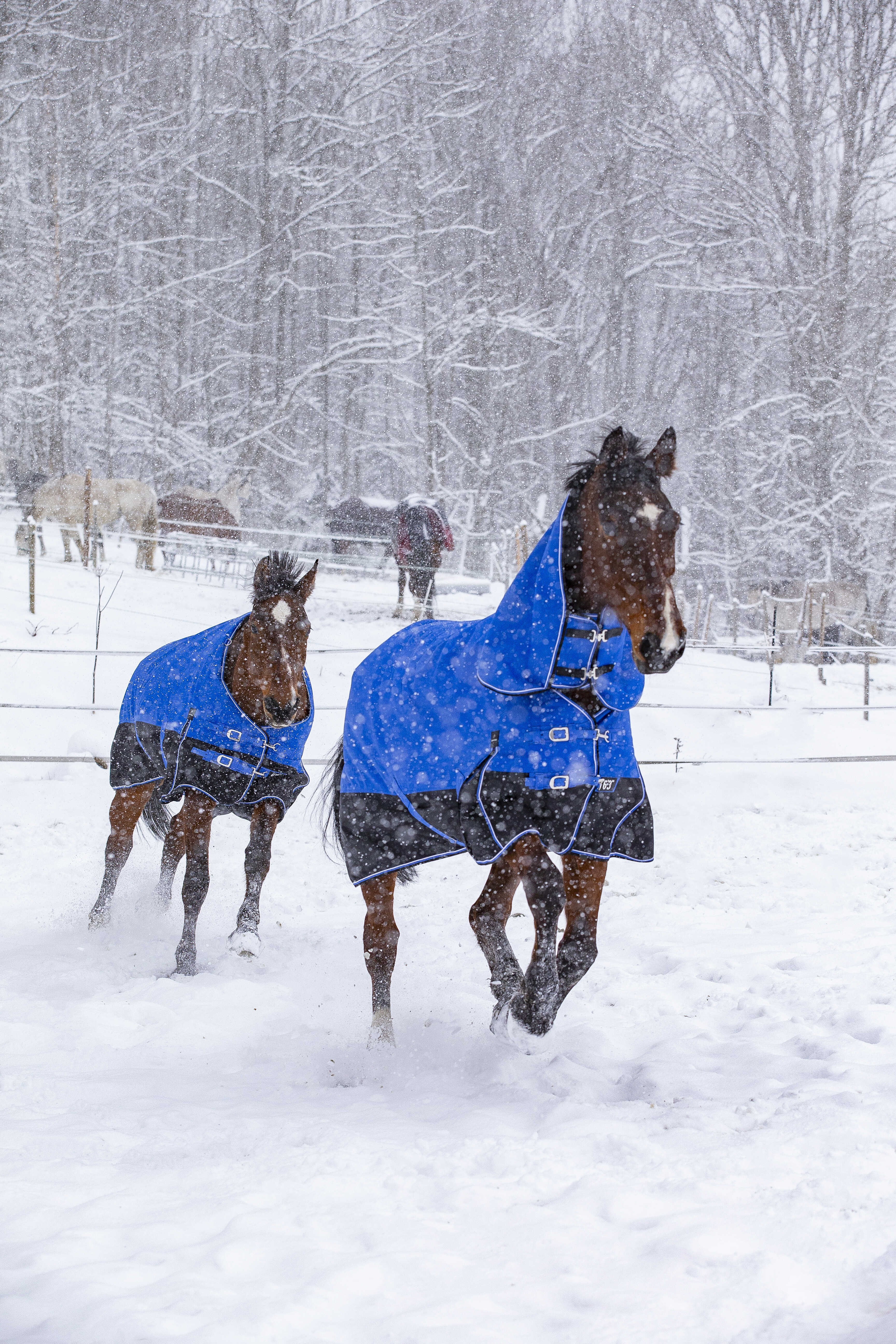 Cobertura Equithème Tyrex Aisance 1200D Pescoço Alto Azul royal