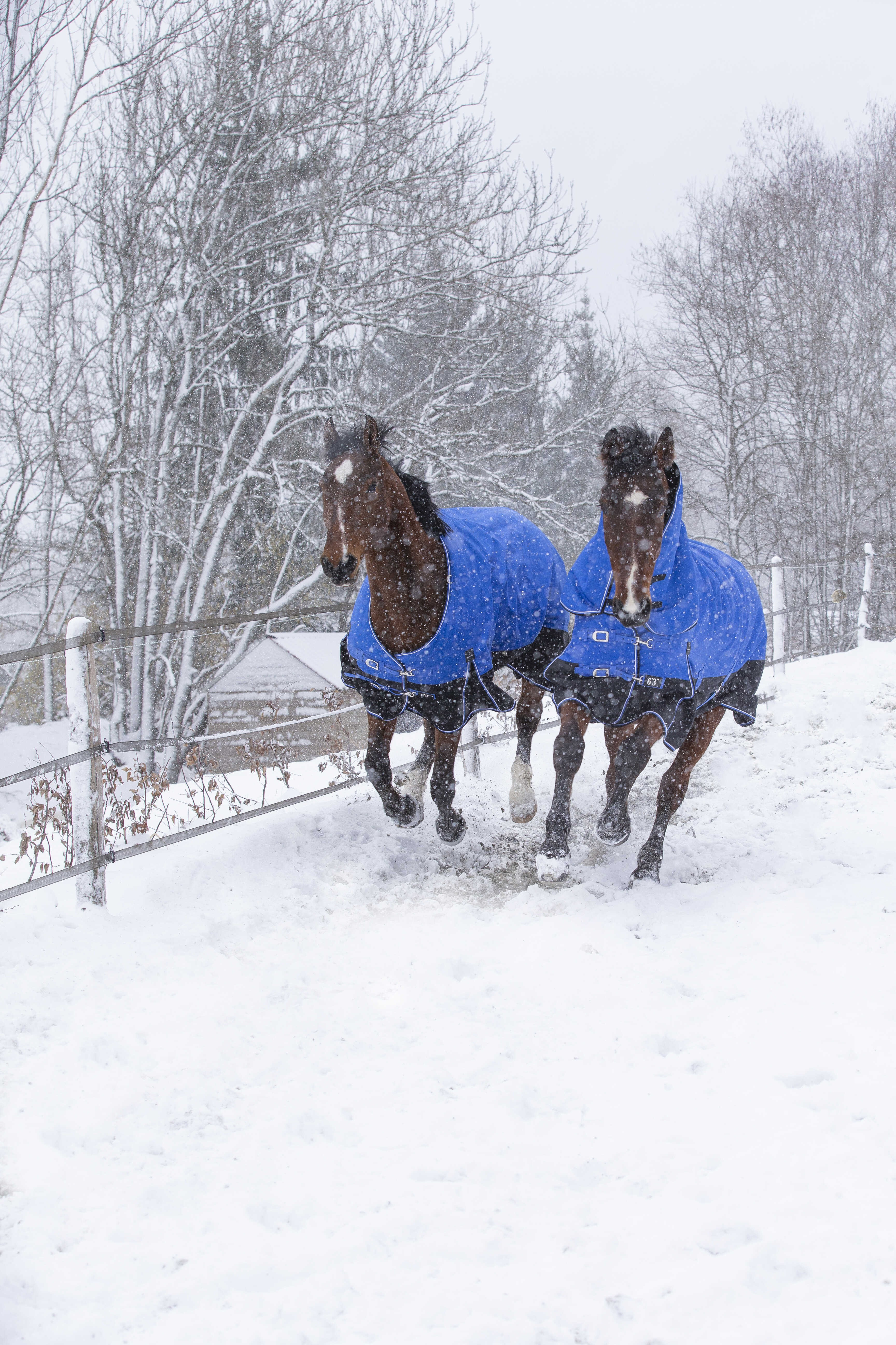 Cobertura Equithème Tyrex Aisance 1200D Pescoço Alto Azul royal