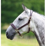 Caveirão de couro Blenheim Shires