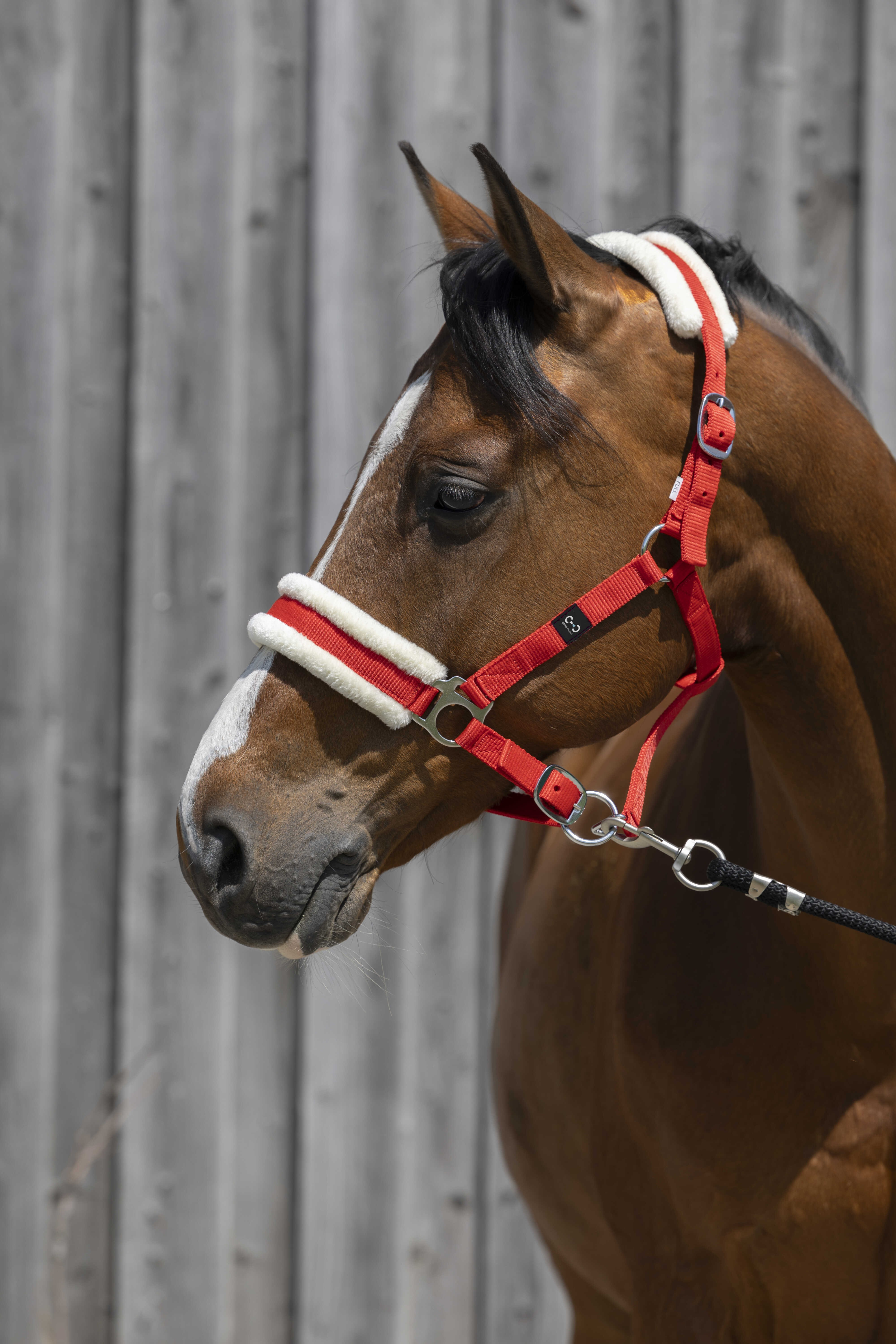 Cabeçada Riding World com lã sintética Vermelho