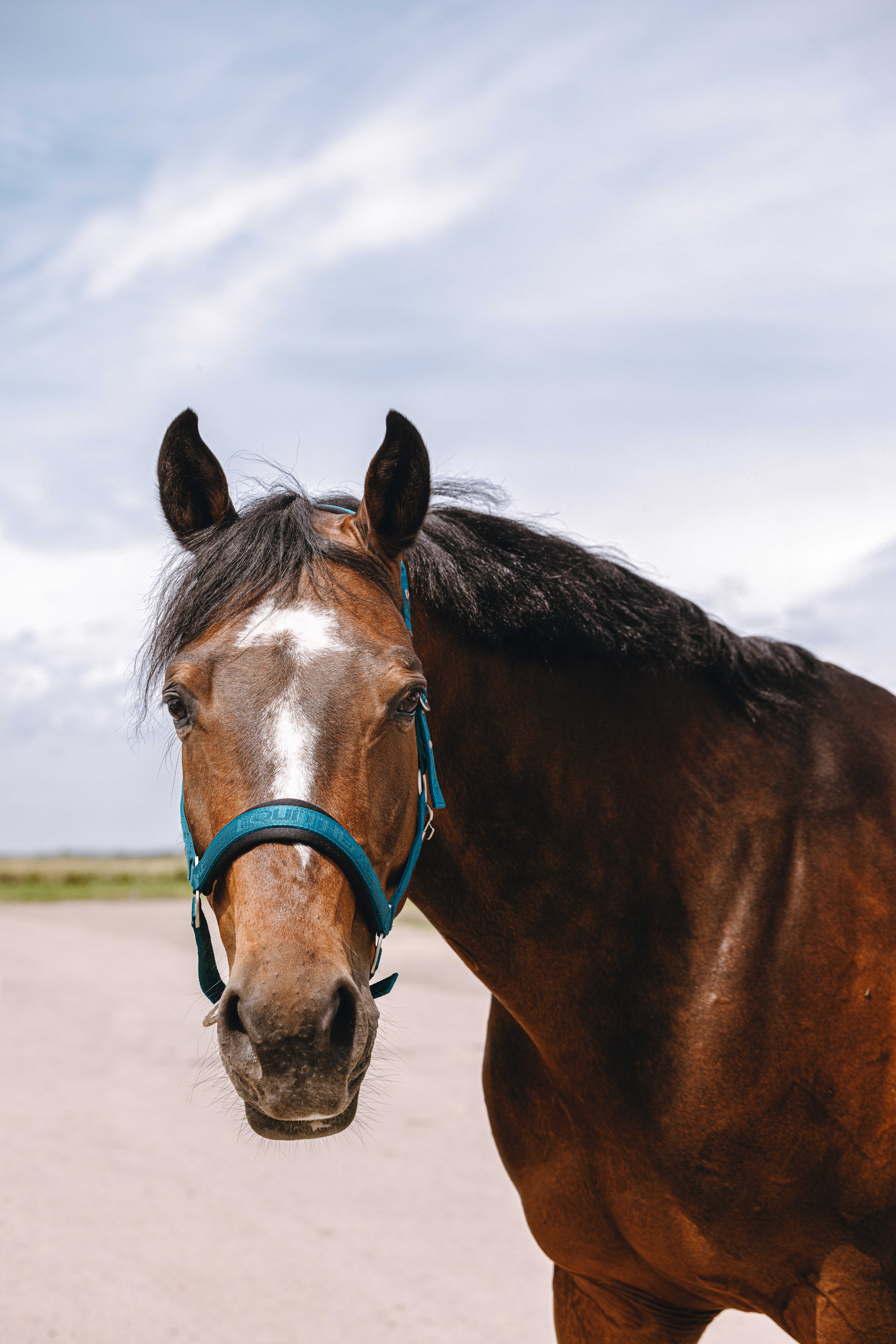 Cabresto de nylon Equithème Jacquard Azul petróleo
